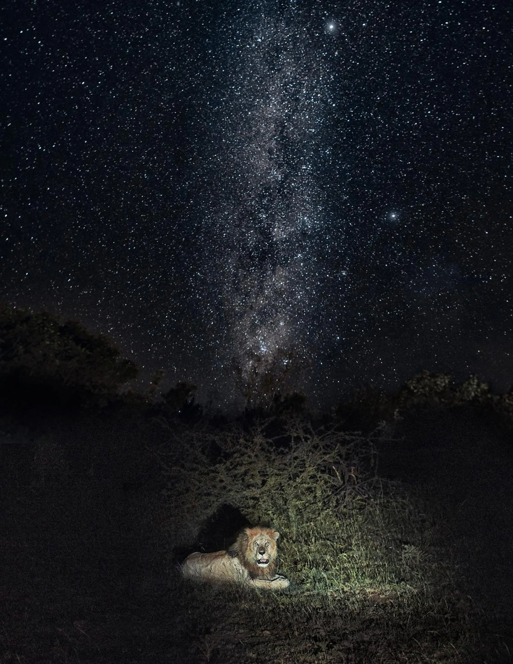 Animals in Olarro Plains