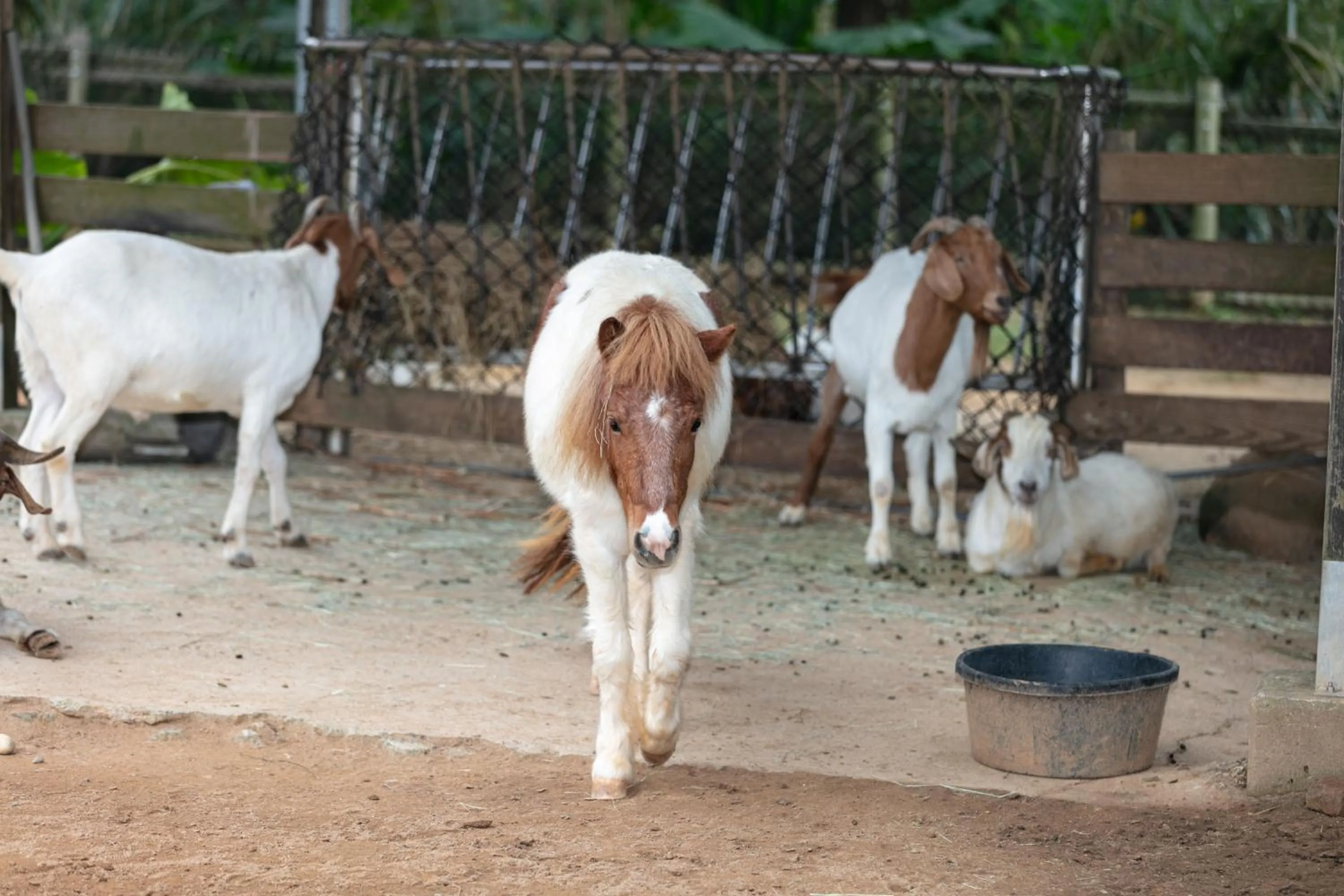 Garden view in Leofoo Resort Guanshi
