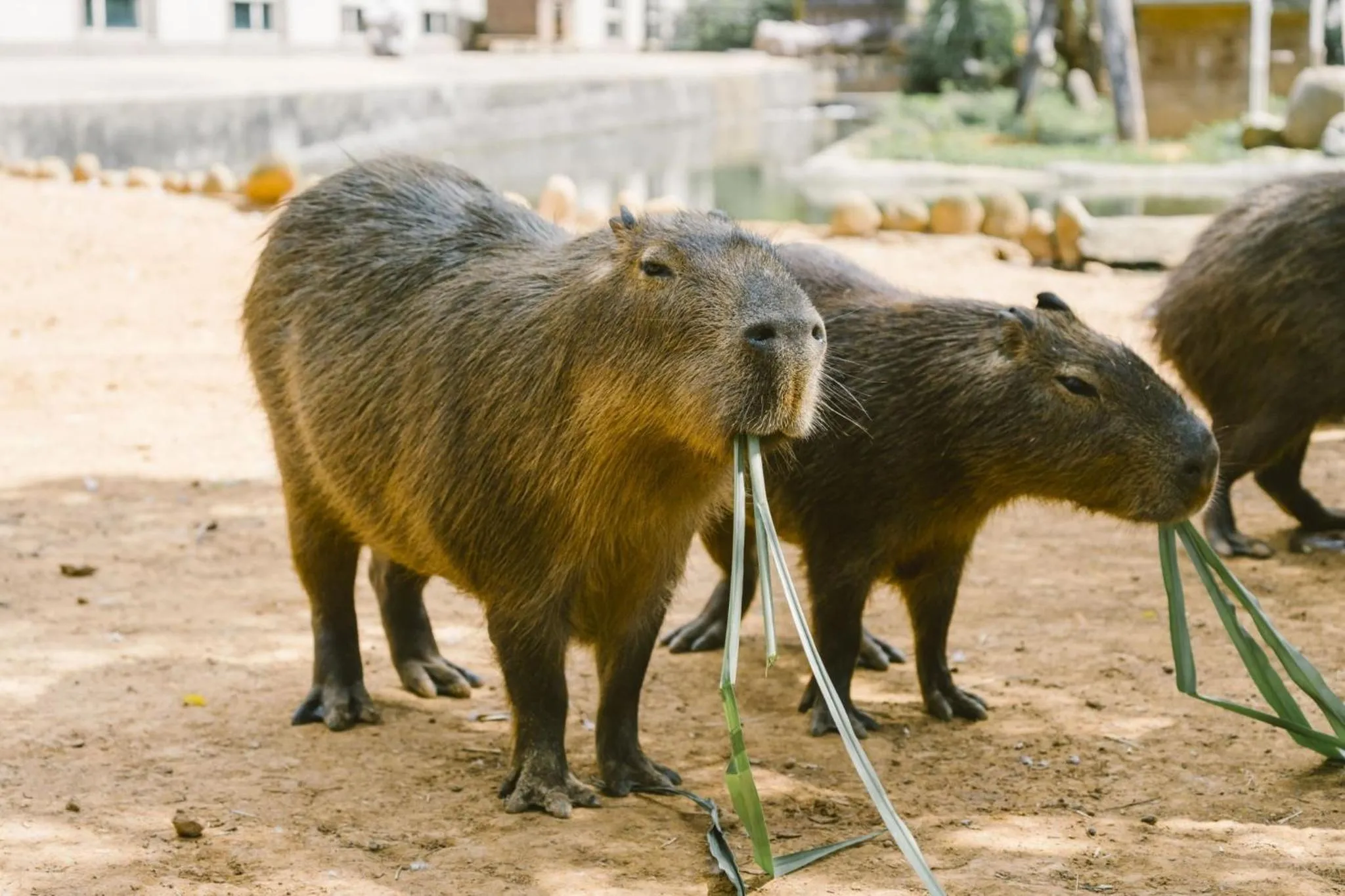 Garden view in Leofoo Resort Guanshi