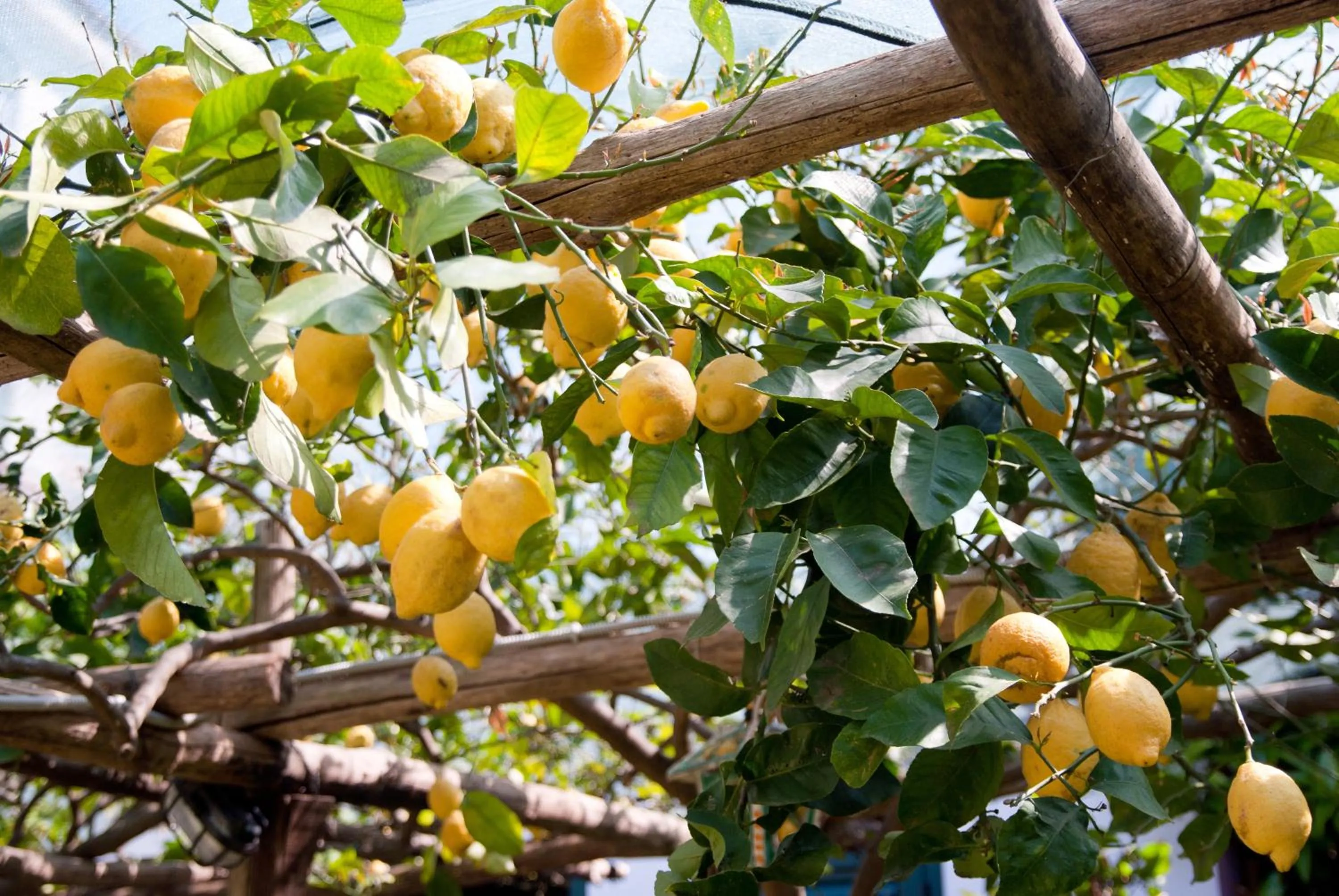 Garden in Il Roseto B&B