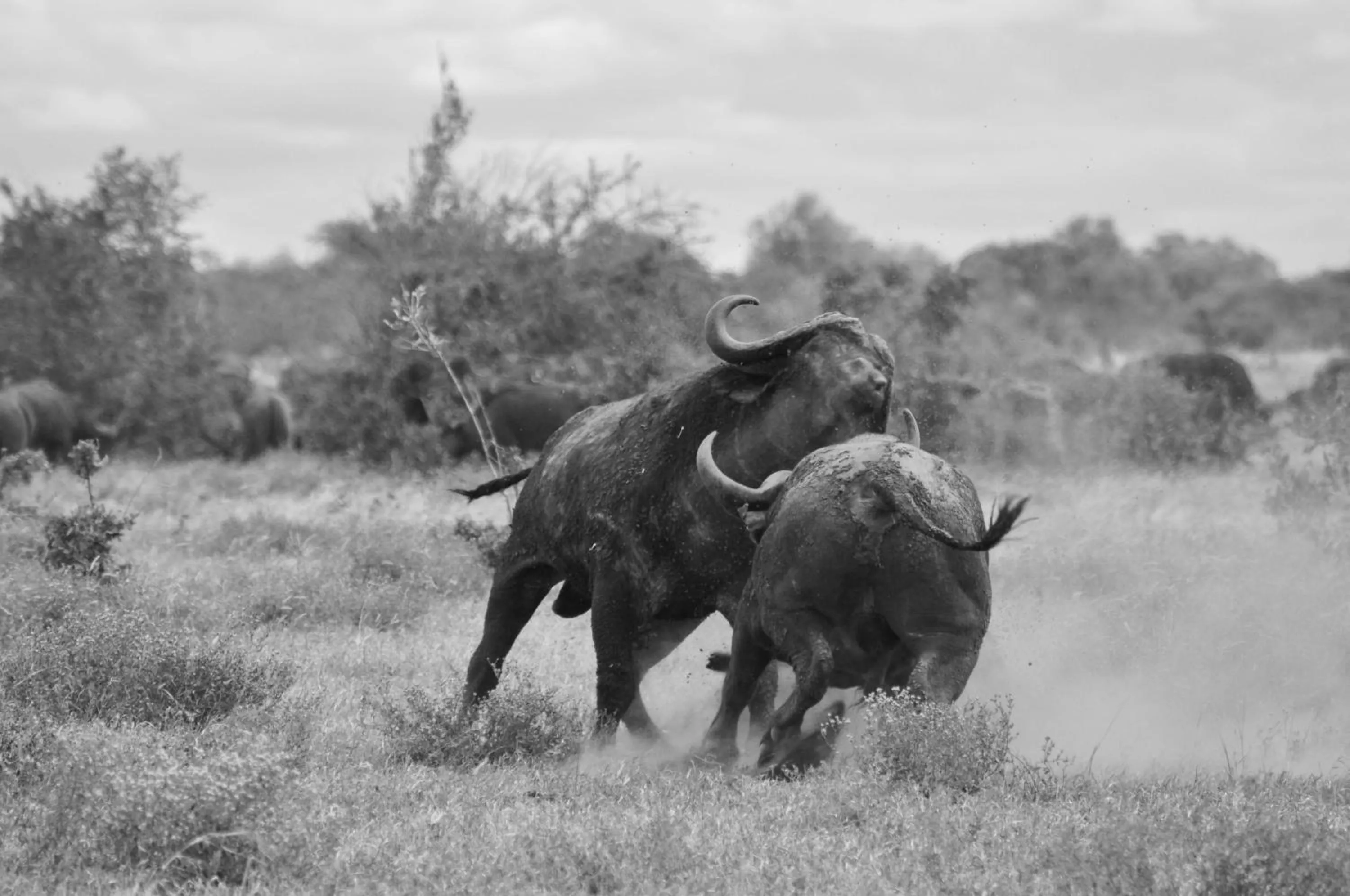 Activities in La Kruger Lifestyle Lodge - No Loadshedding