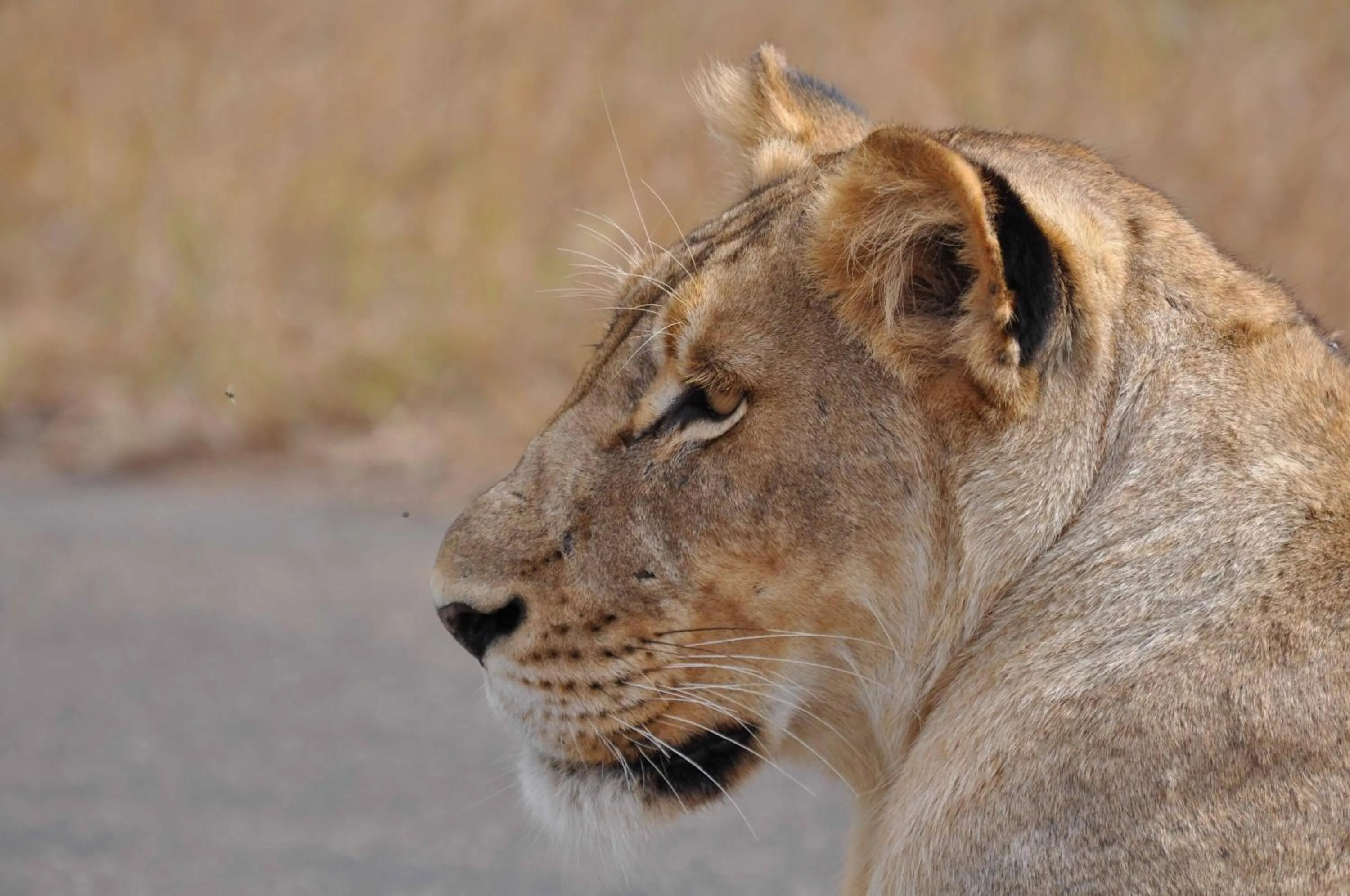 Activities in La Kruger Lifestyle Lodge - No Loadshedding