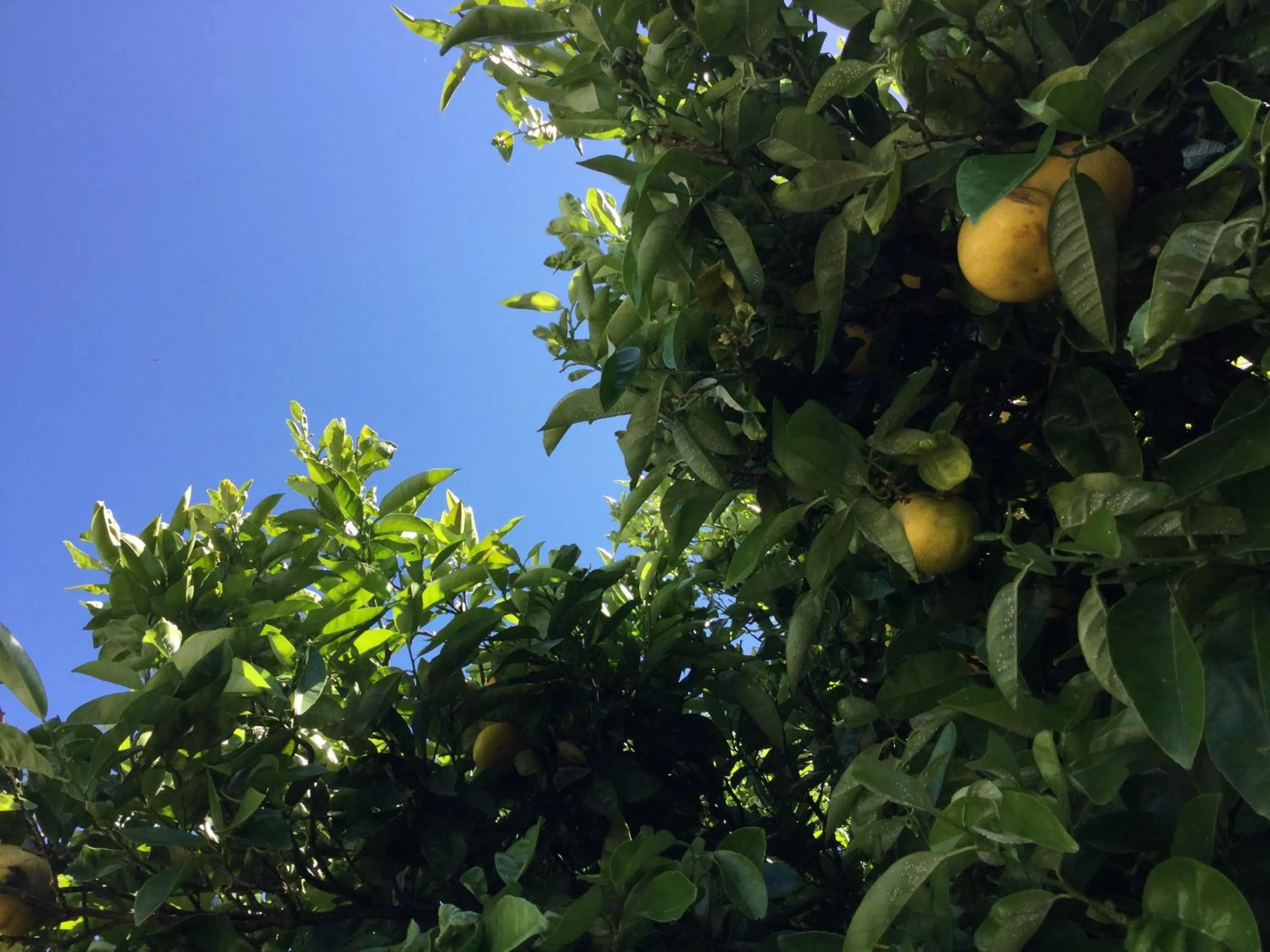 Garden in Martinborough Motel