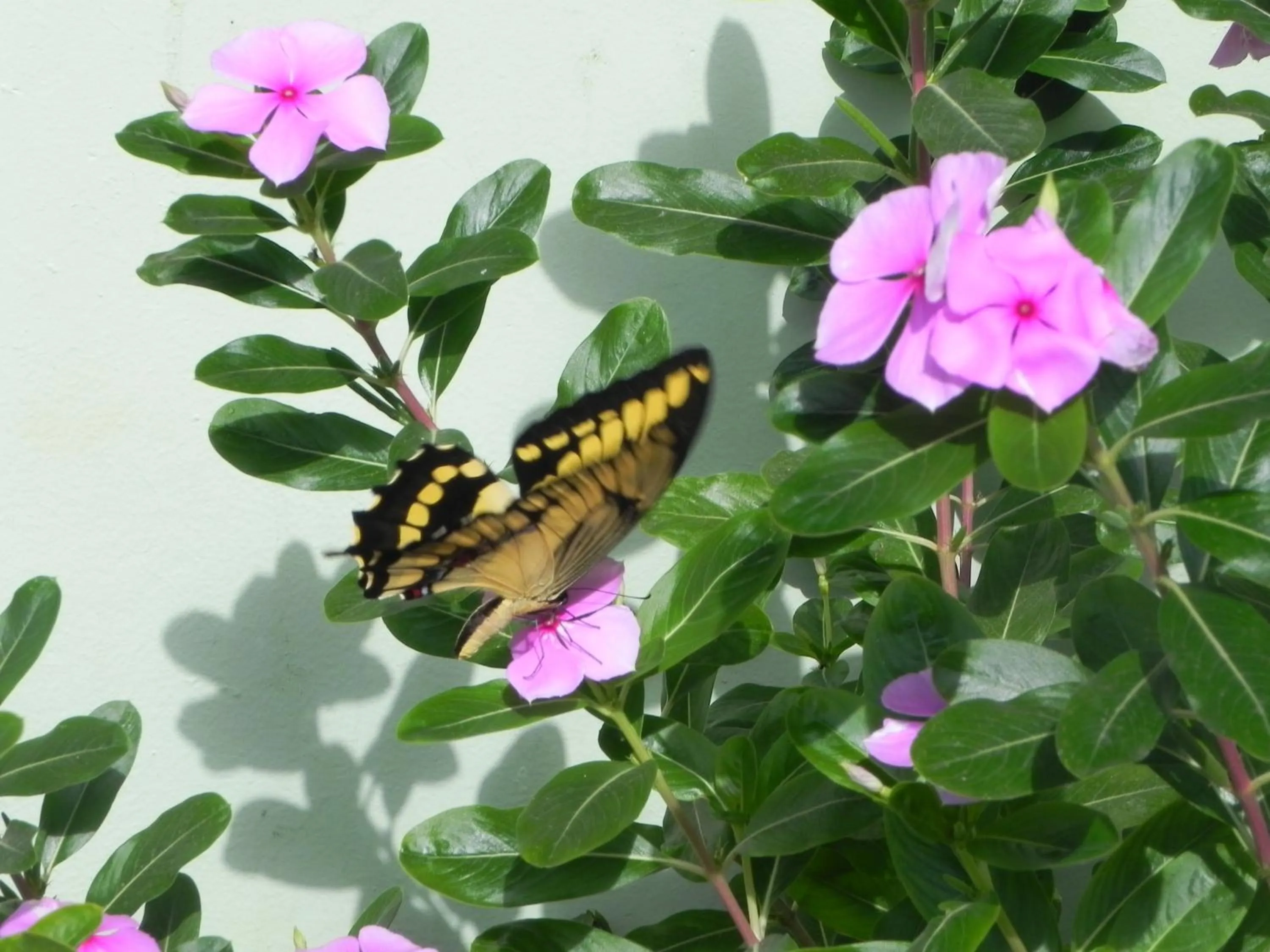 Spring in Pousada Recreio Da Praia