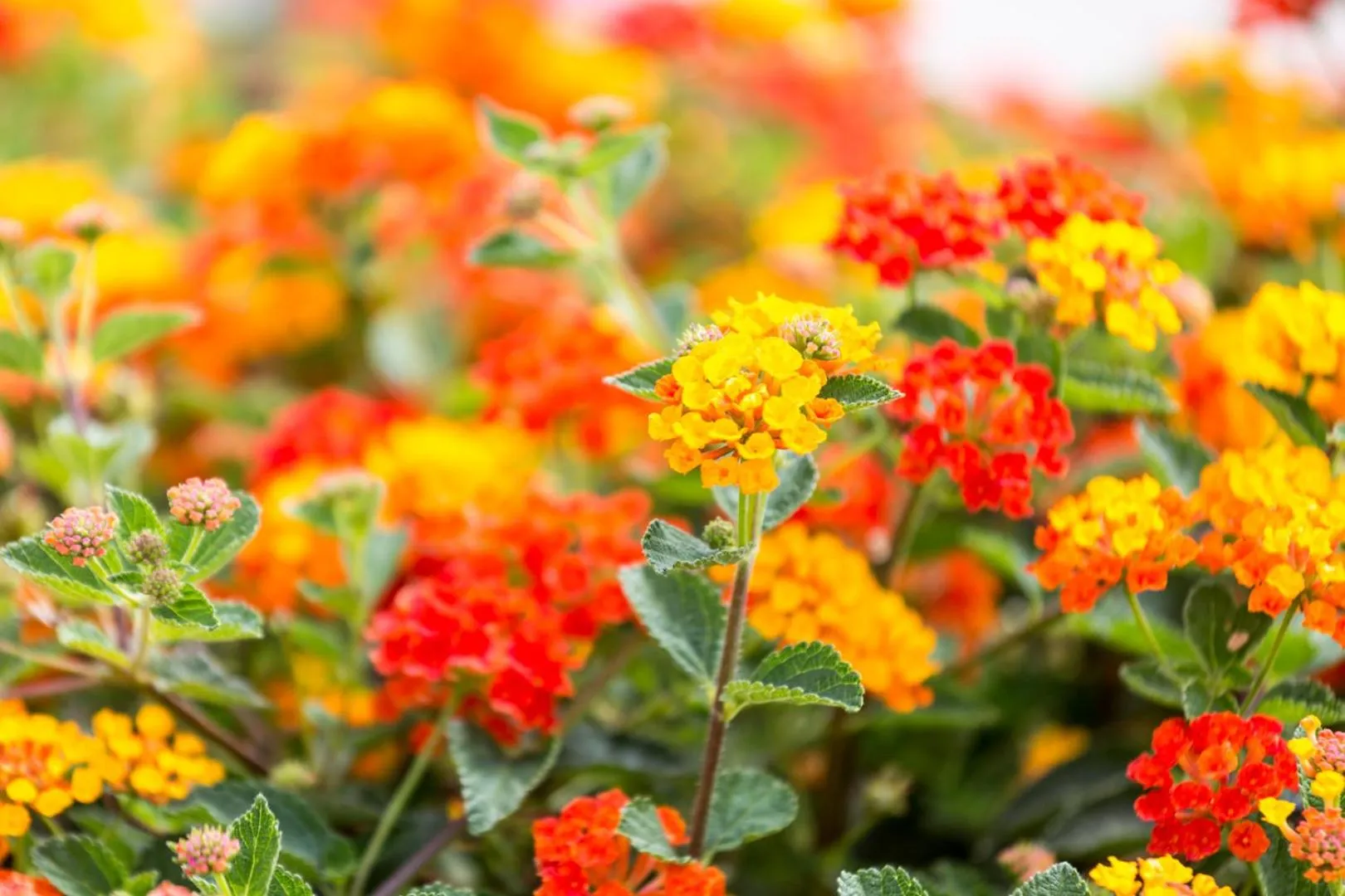 Garden in Hotel Nómadas