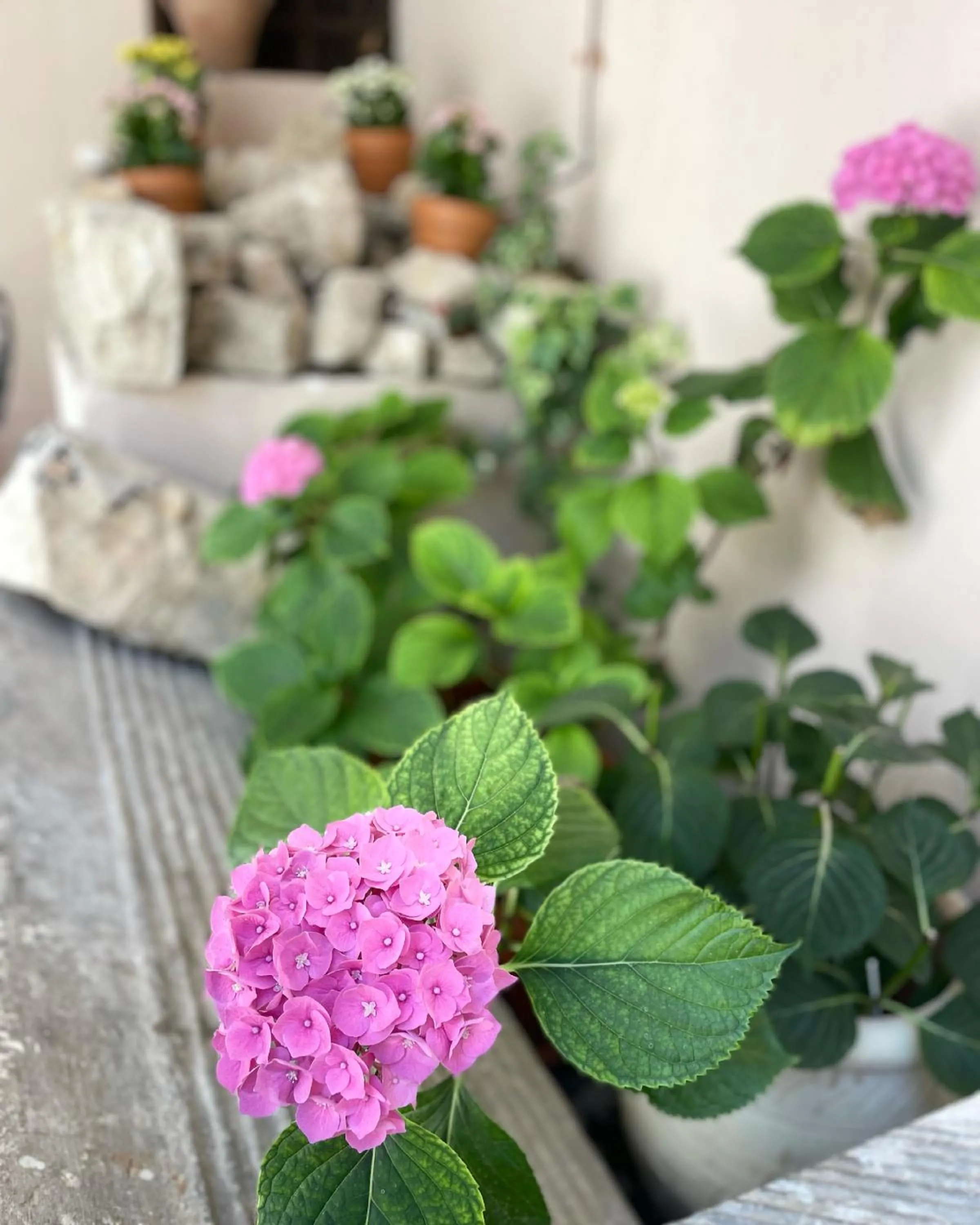 Boutique Hotel Palazzo Corso Umberto