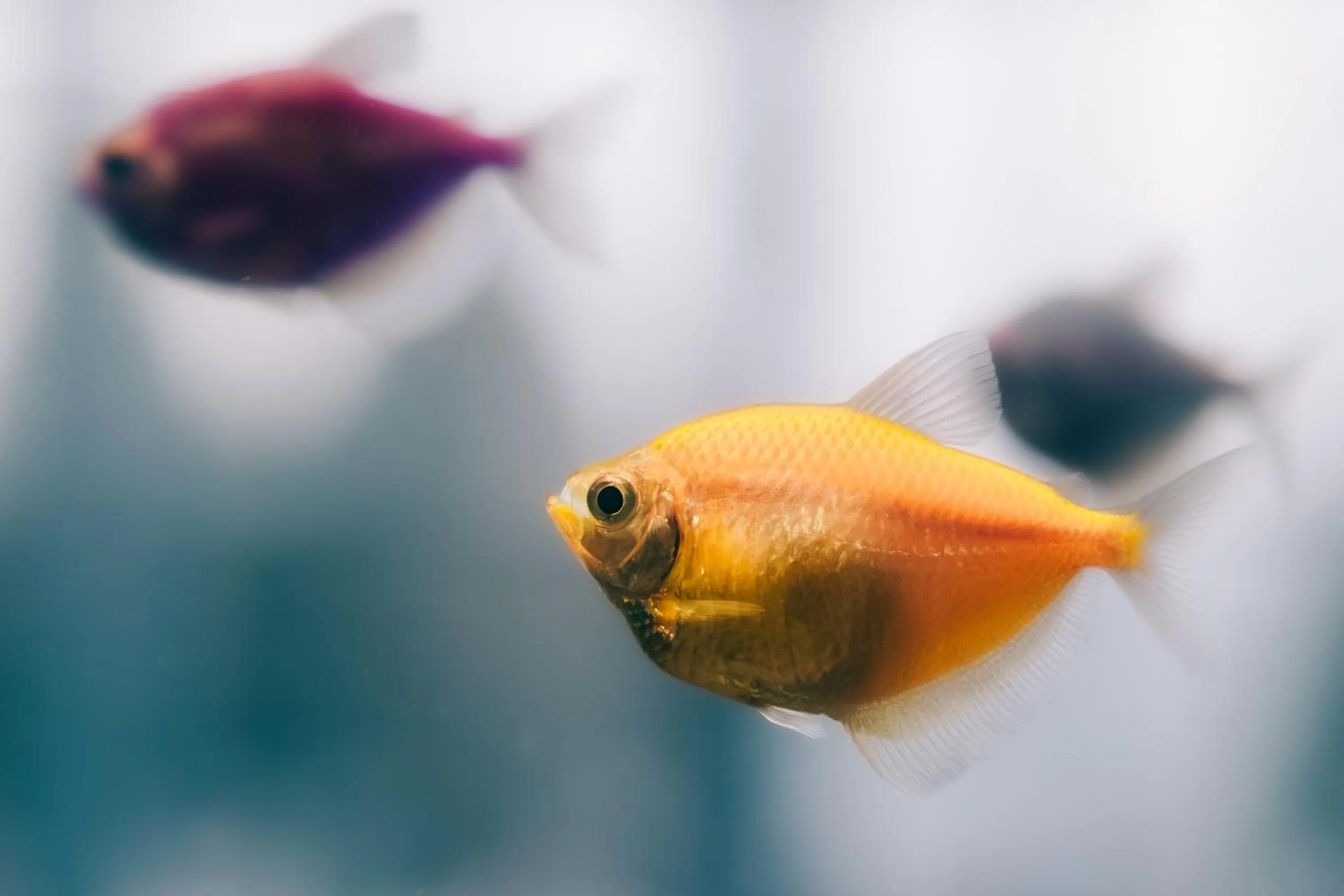 Swimming pool in SPA Hotel Olymp