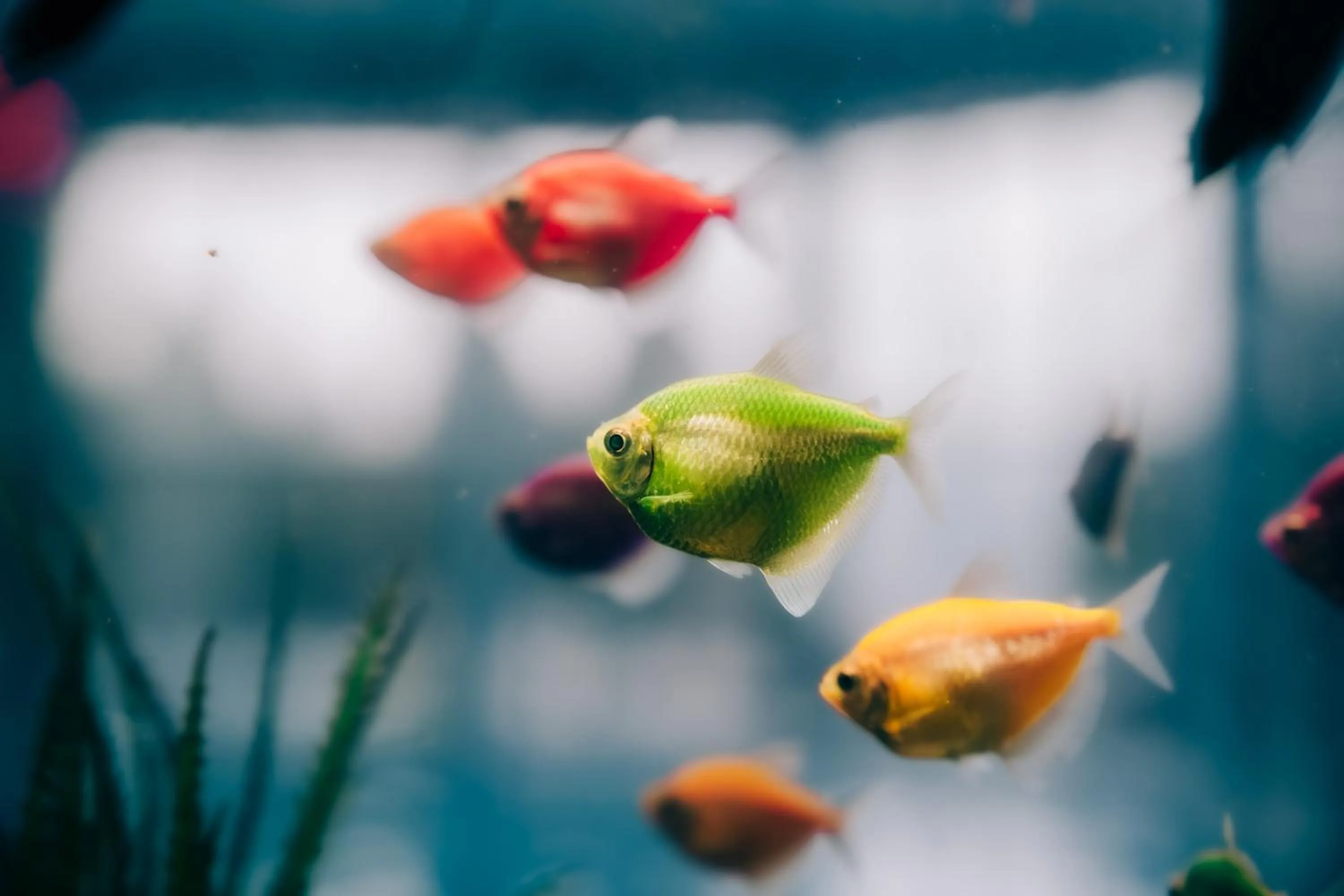 Swimming pool in SPA Hotel Olymp