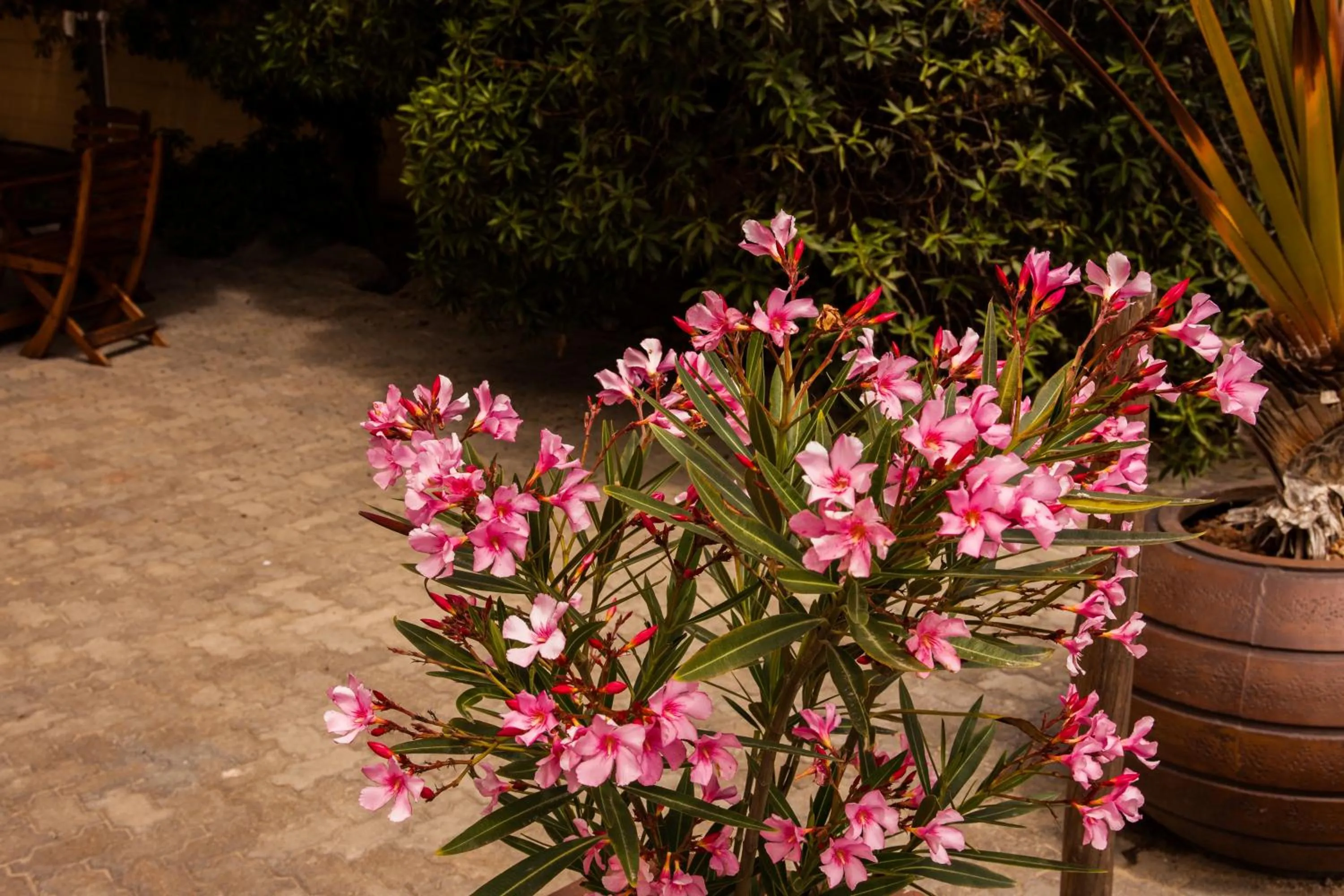 Garden in Sandcastle Apartments