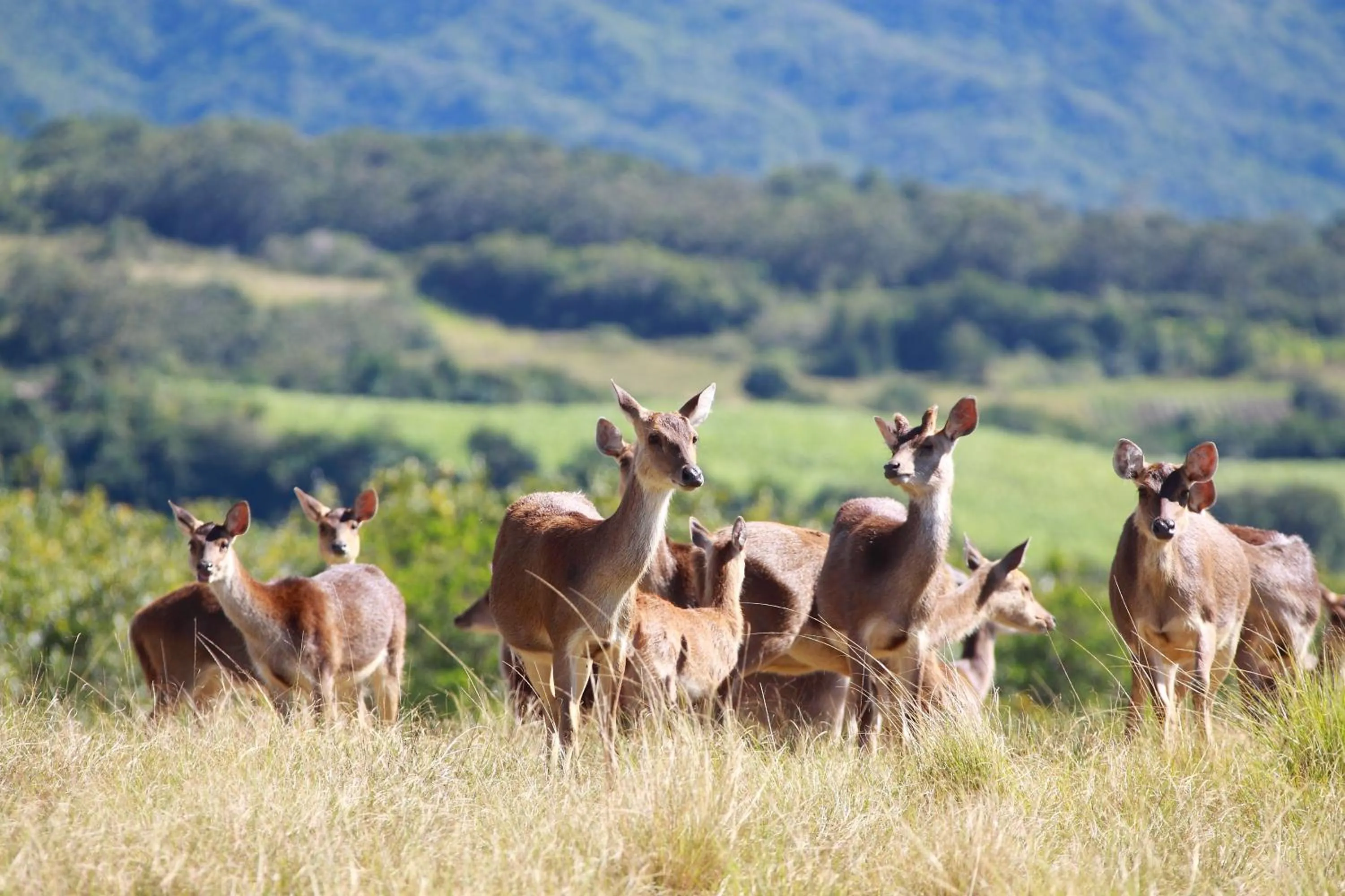 Natural landscape in Hôtel Diana Dea Lodge & SPA