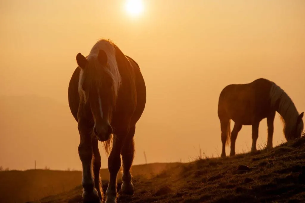 Summer in Spidsbergseter Resort Rondane