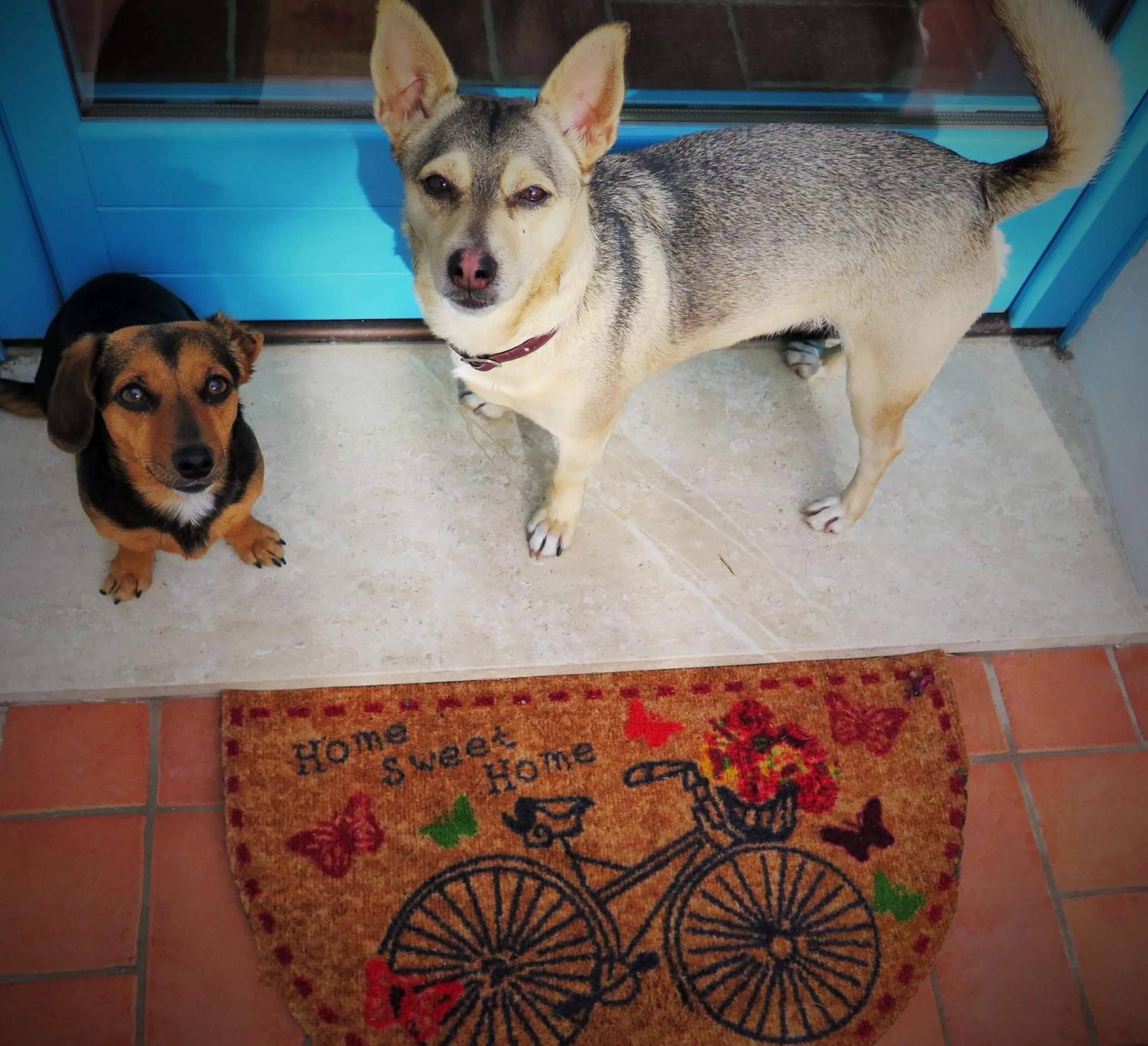 Pets in B&b-Le Rondini