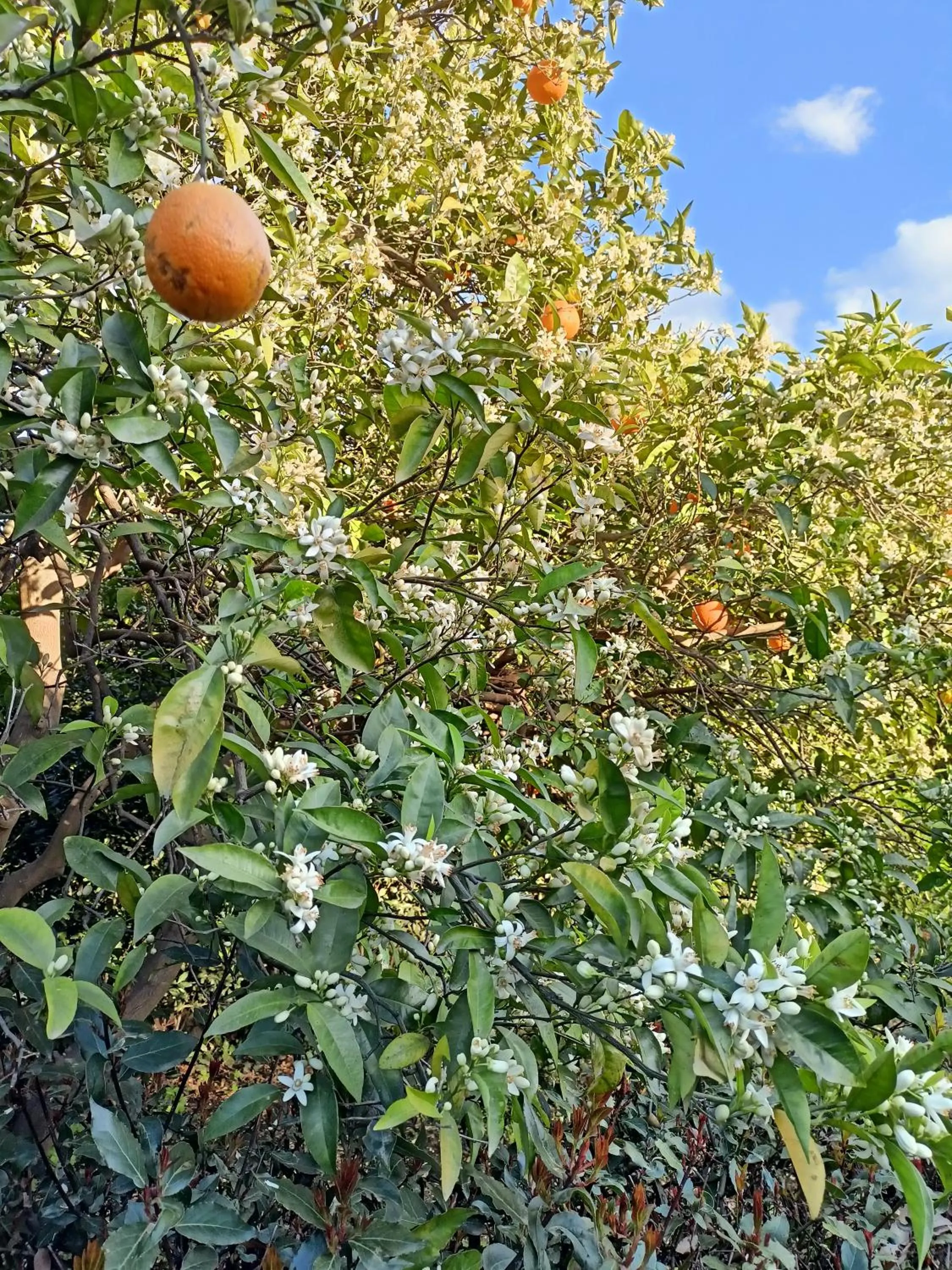 Garden in La Terra Del Mezzo
