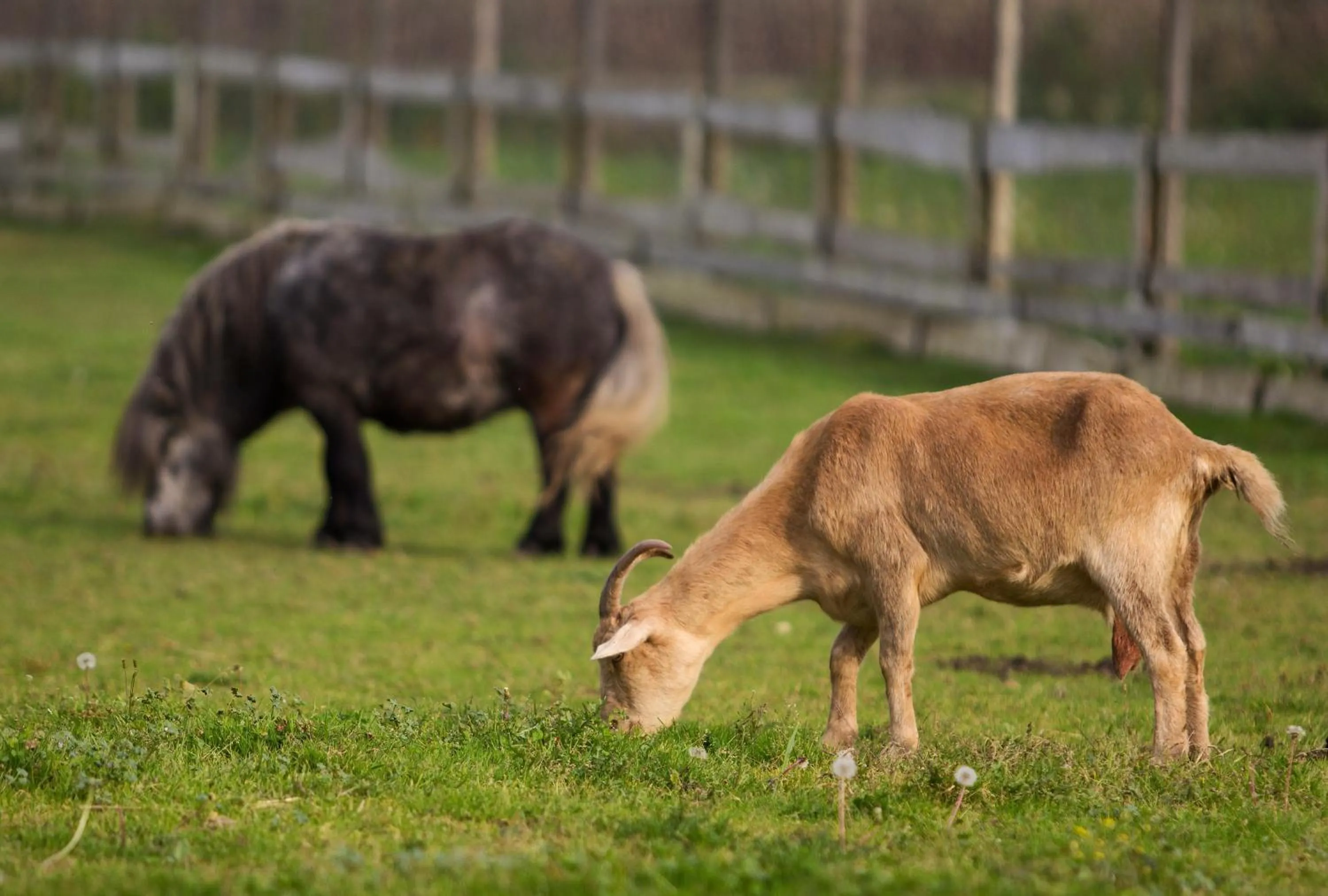 Animals in Hotel Strk