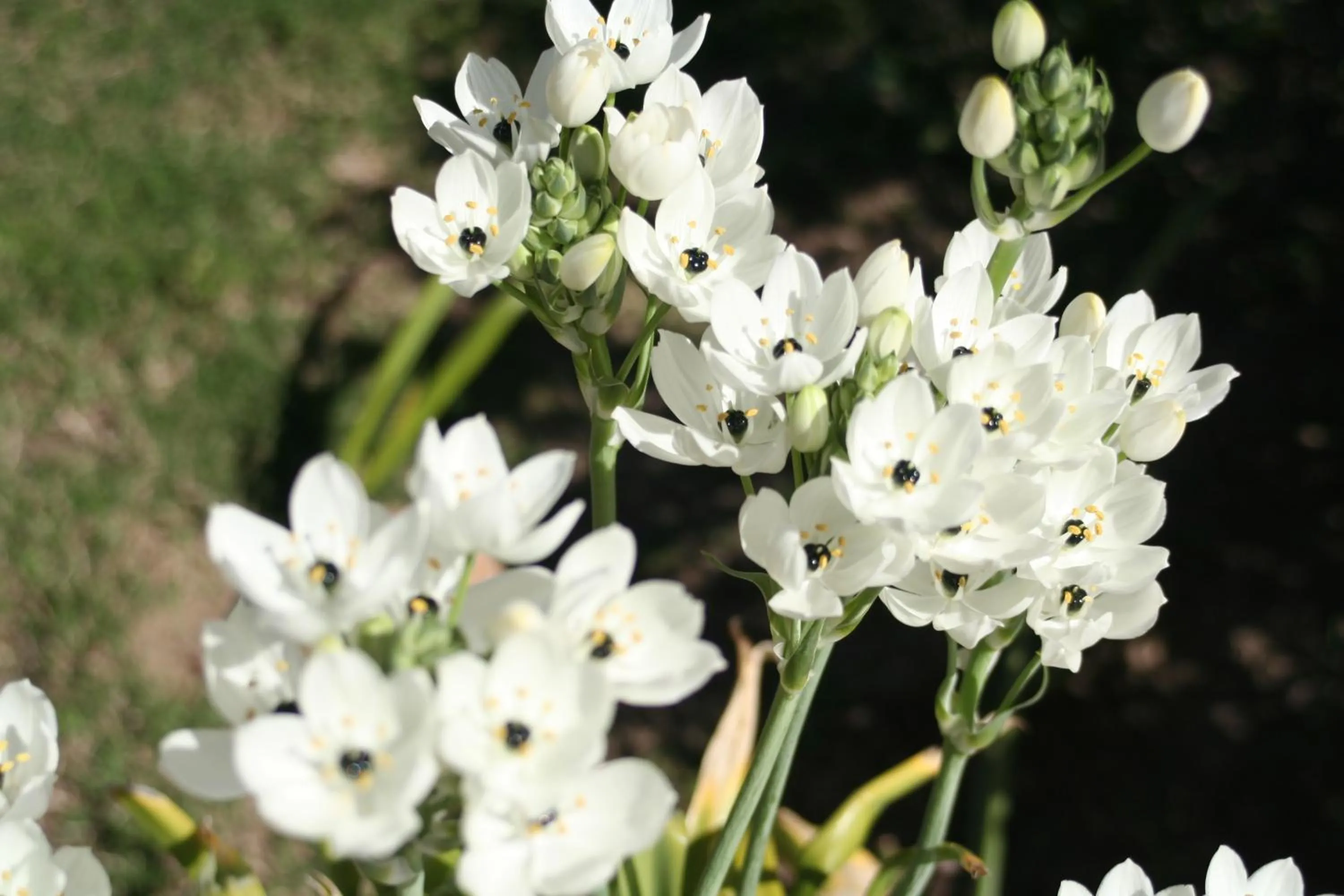 Garden view in Verdemare Sardegna Uno