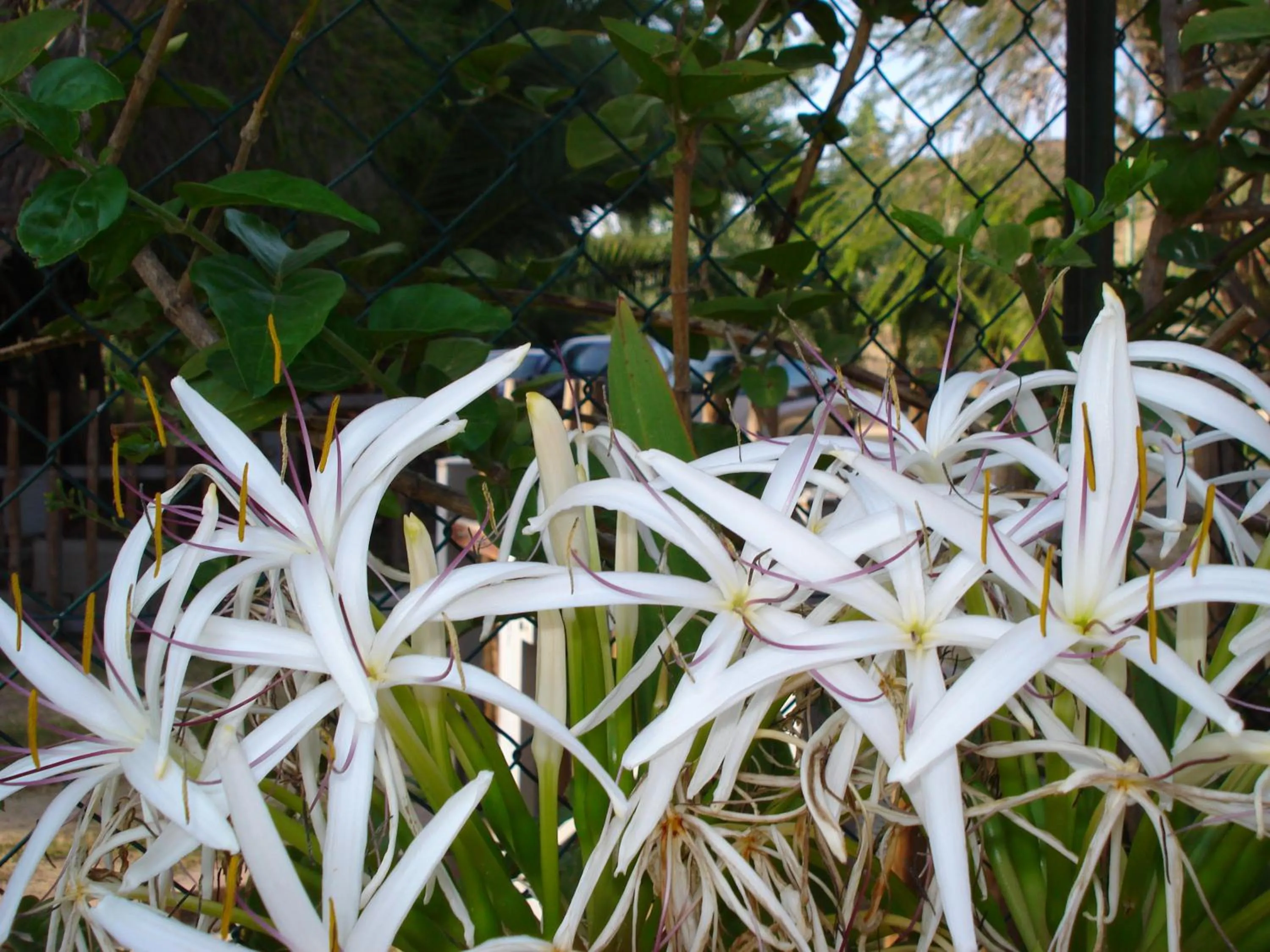 Decorative detail in Verdemare Sardegna Uno