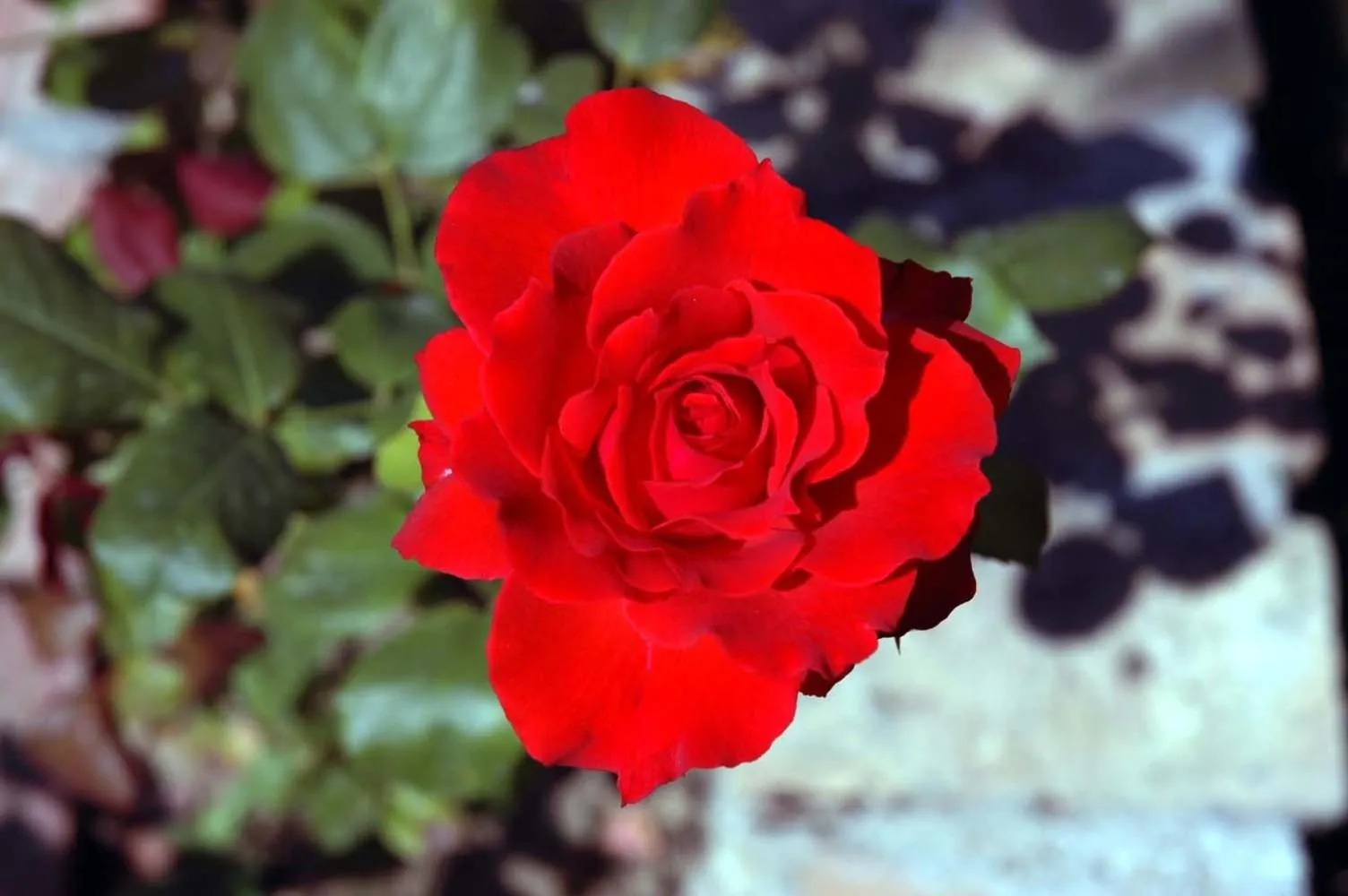 Spring in Hotel Milton