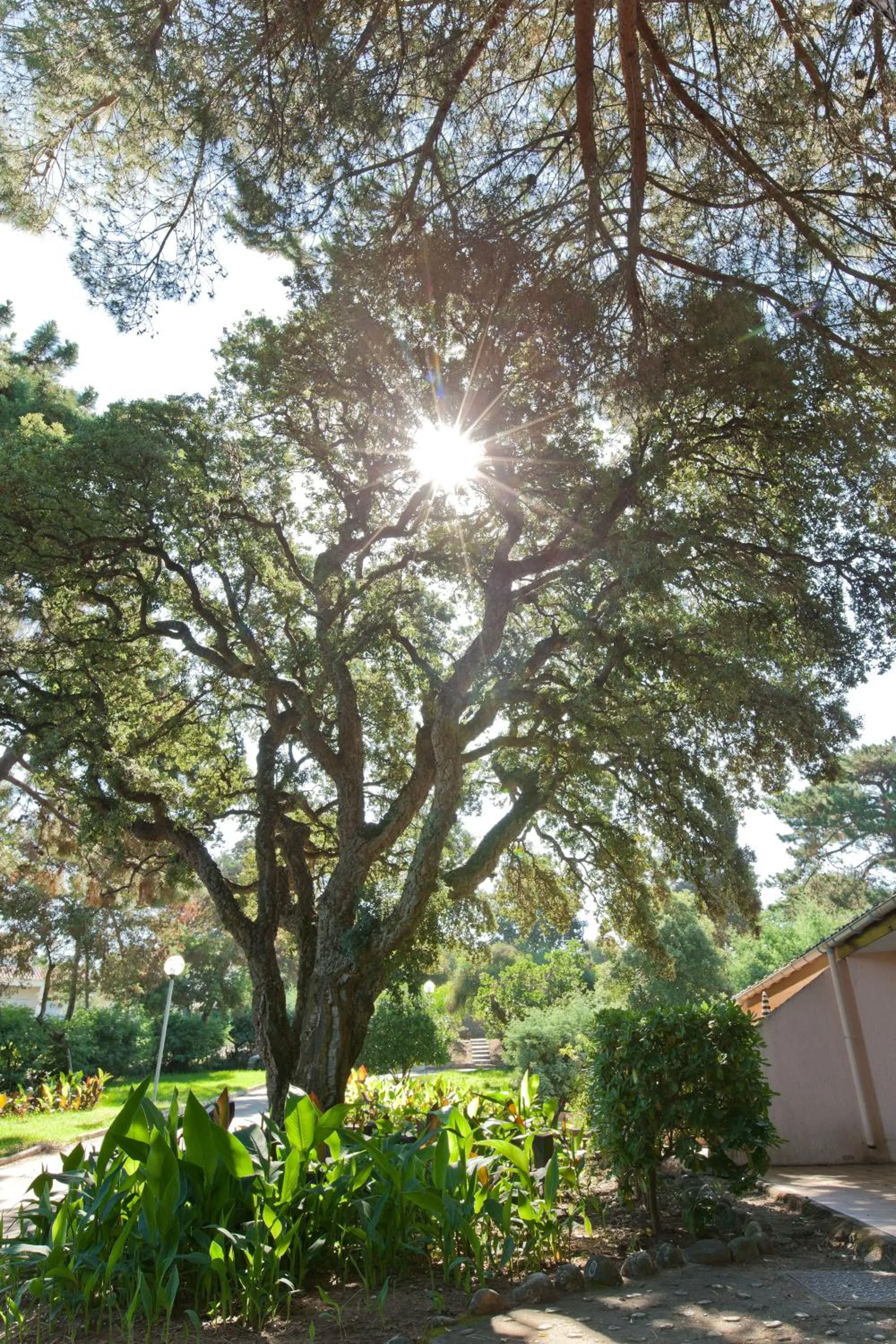 Garden in Hotel Club Marina Viva