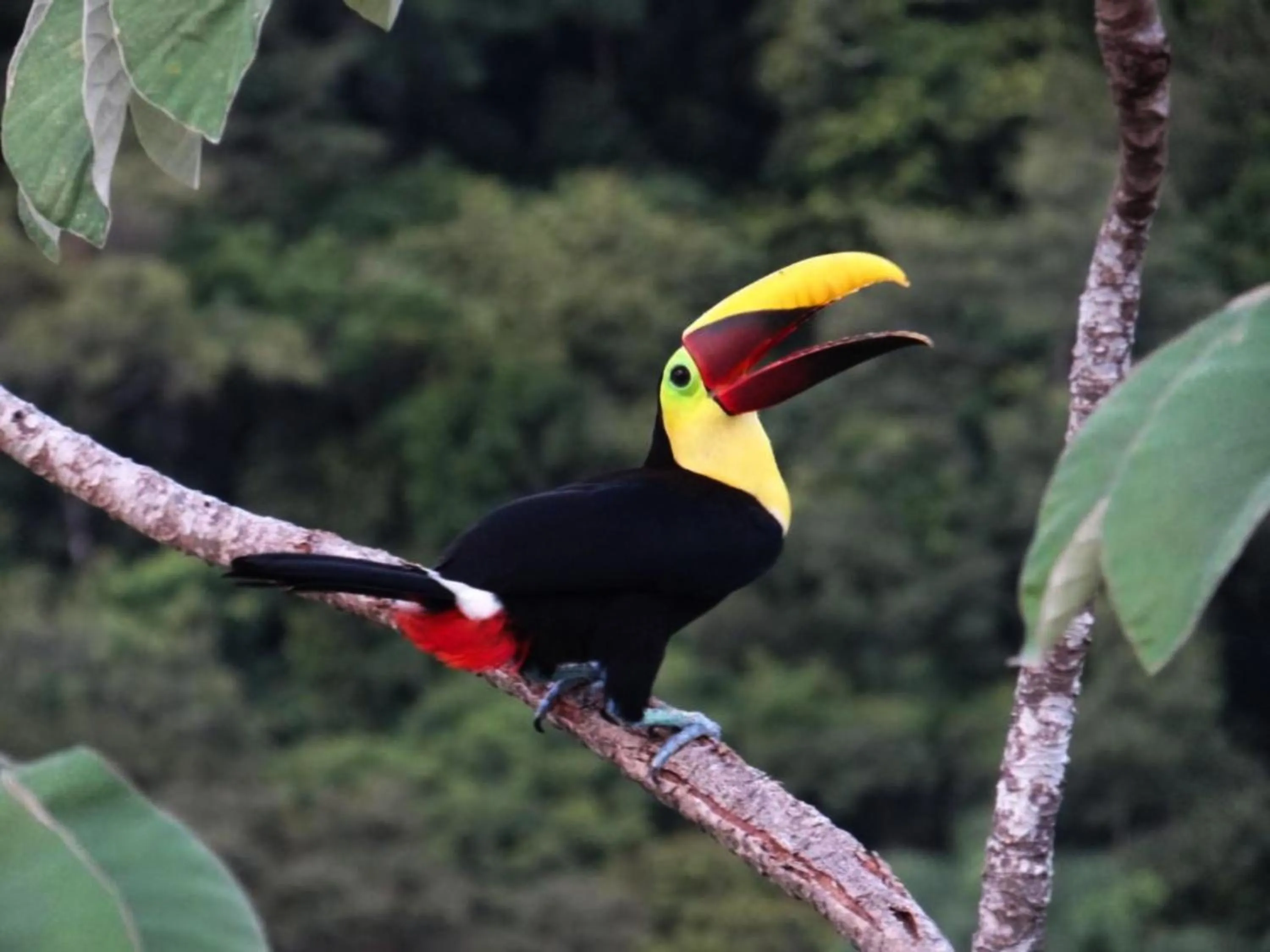 Animals in Gaia Hotel & Reserve- Adults Only