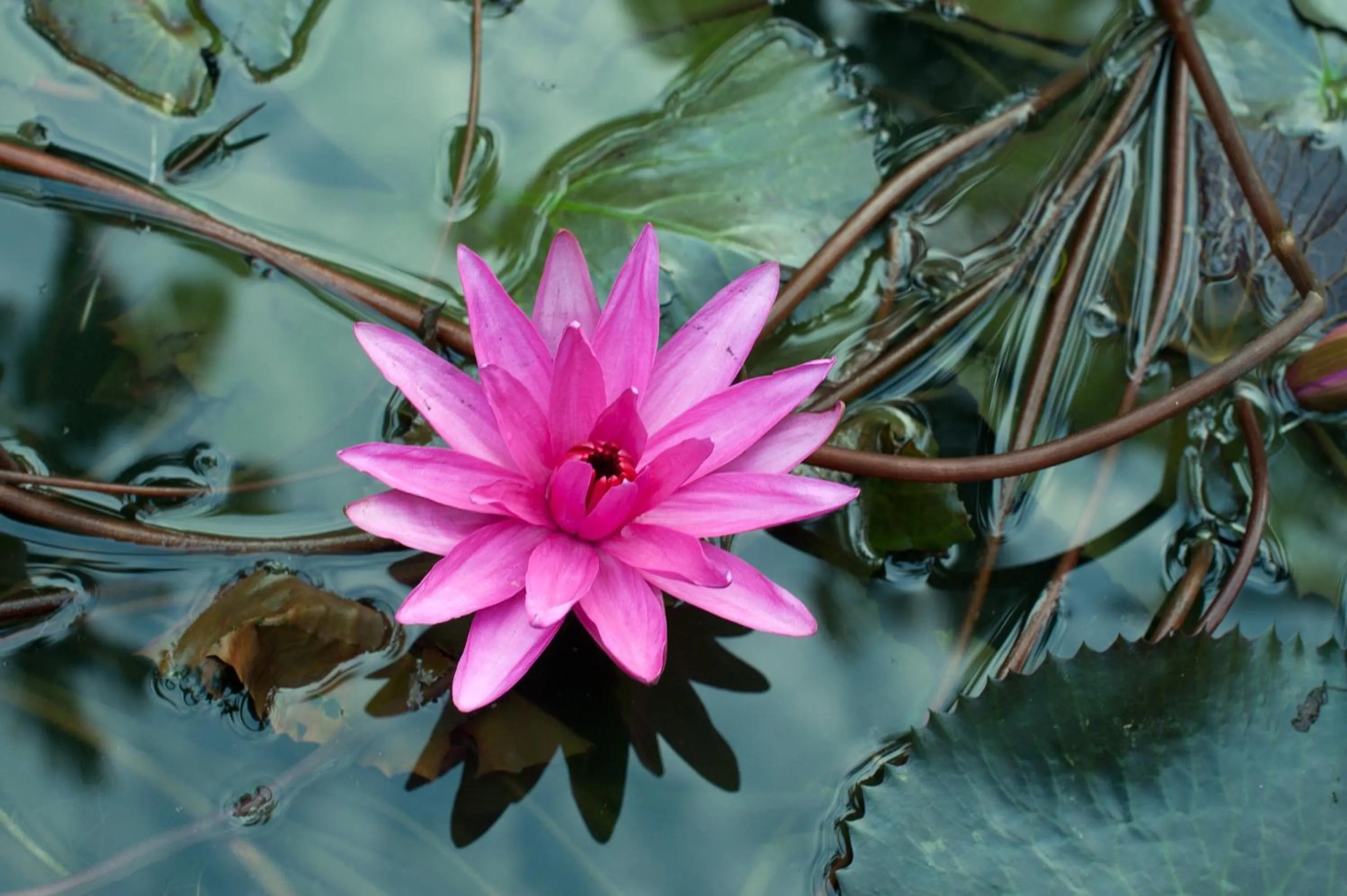 Garden view in Reef Villa
