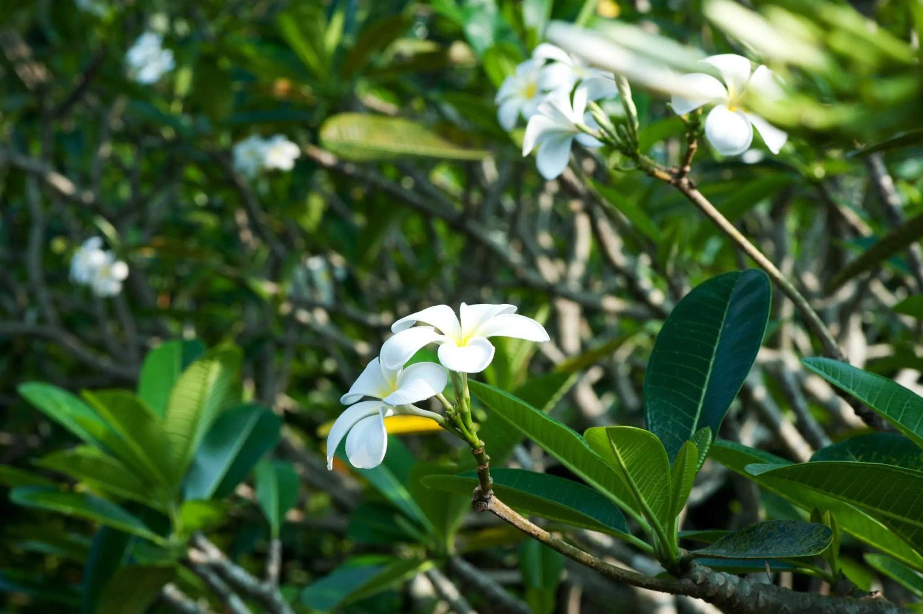Garden in Reef Villa