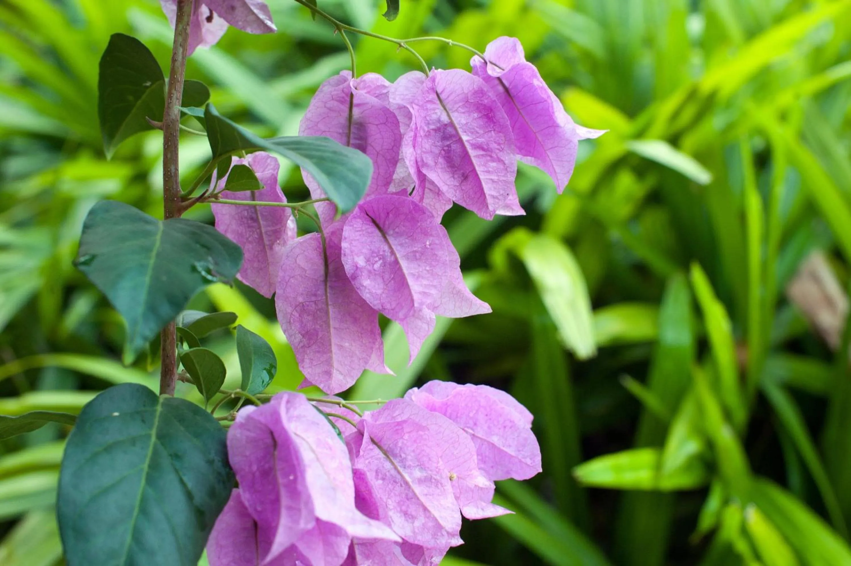 Garden view in Reef Villa