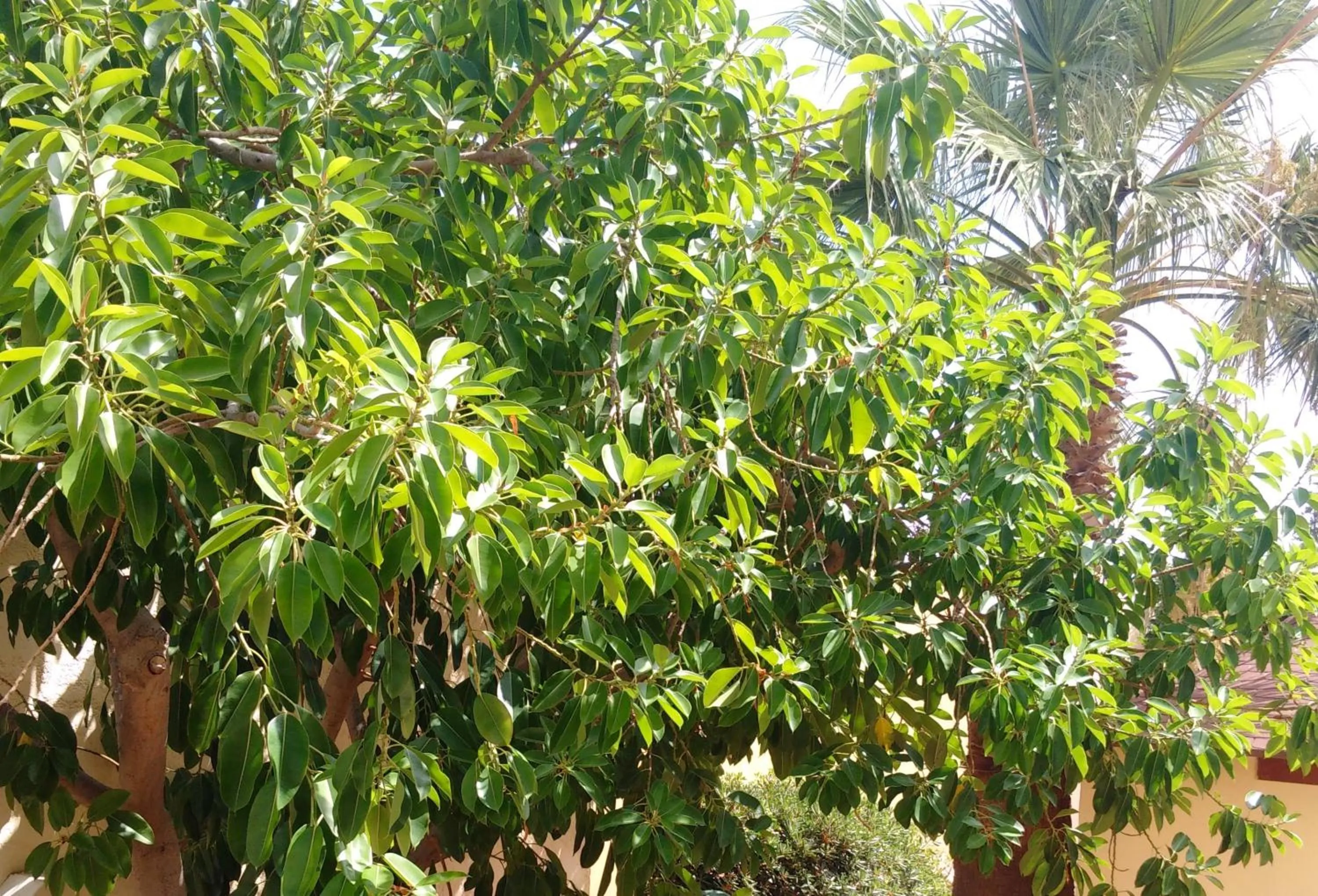 Garden in Sundance Apartments & Suites