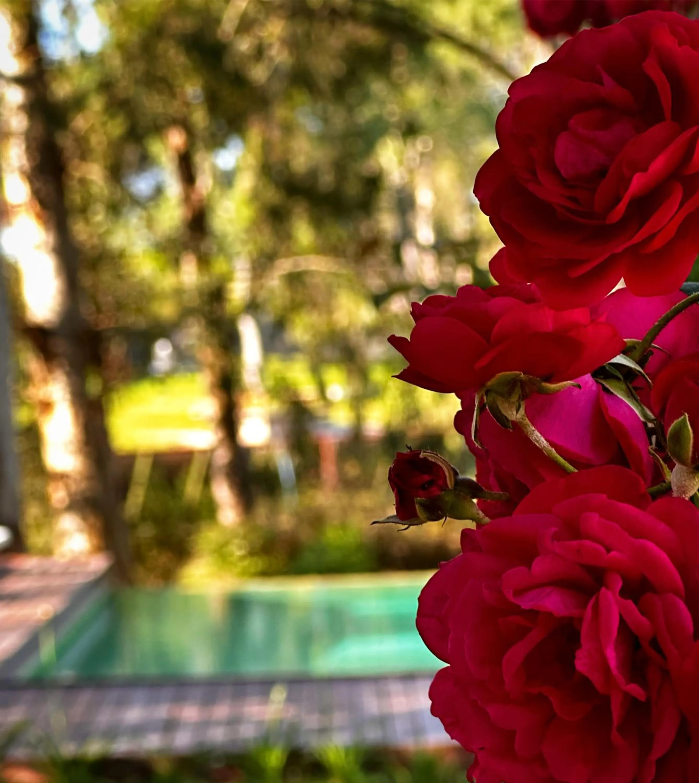 Garden view in Al Natural Posada