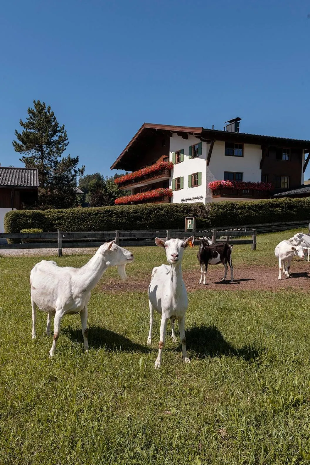 Property building in Gästehaus Bramböck
