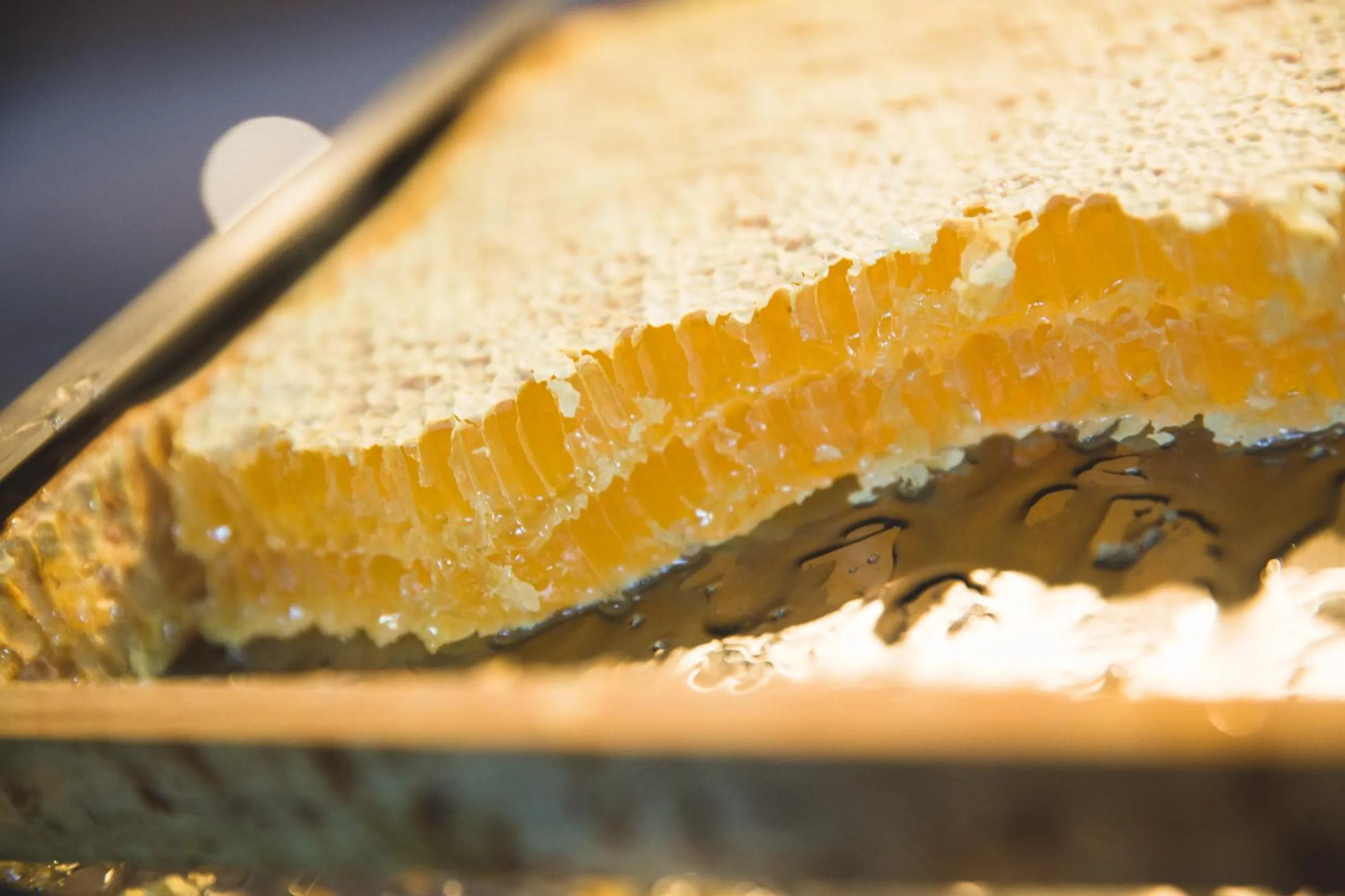 Restaurant/places to eat in Hotel Savoia dal 1924