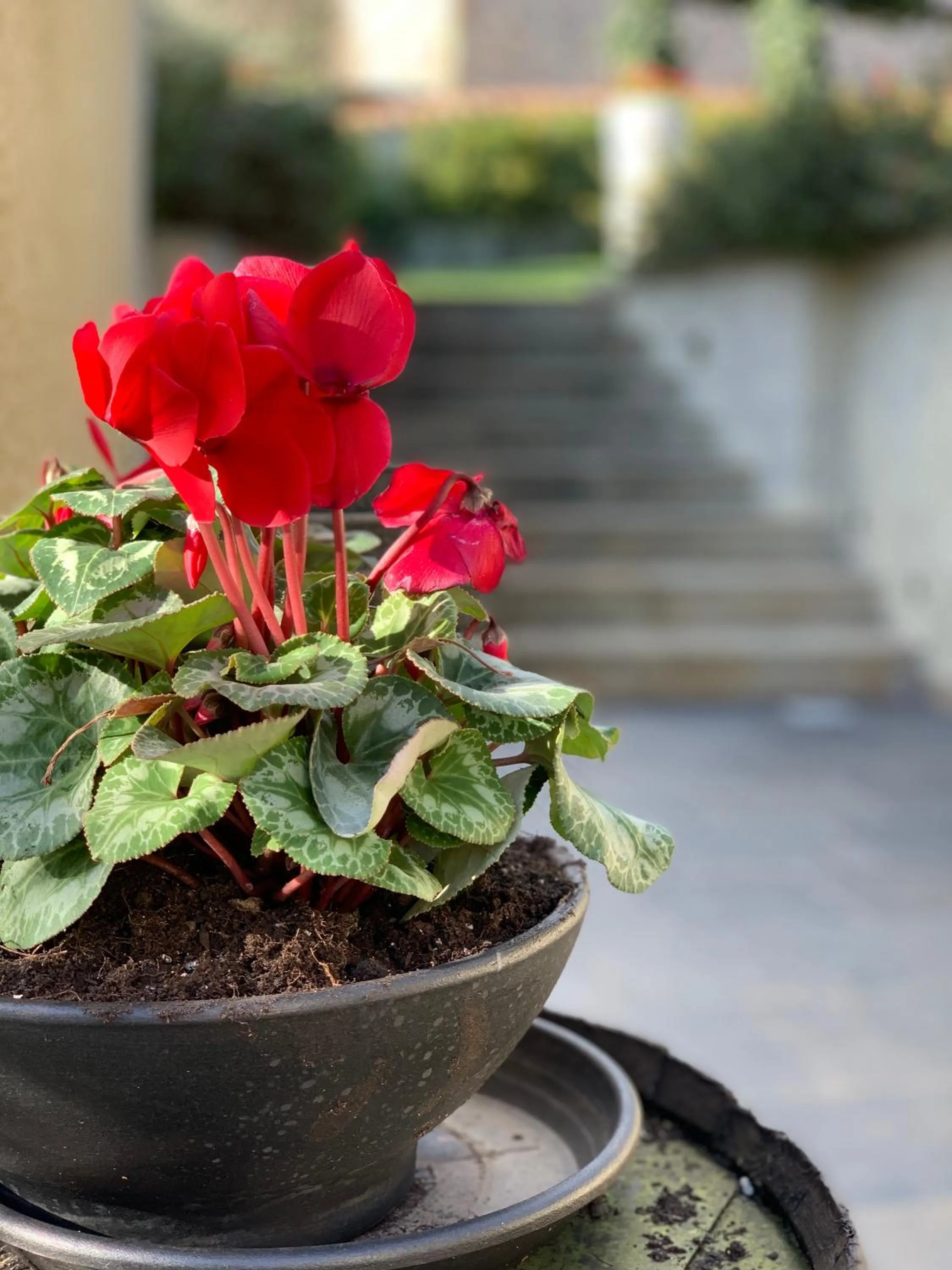 Spring in Borgo Antico XIX sec.