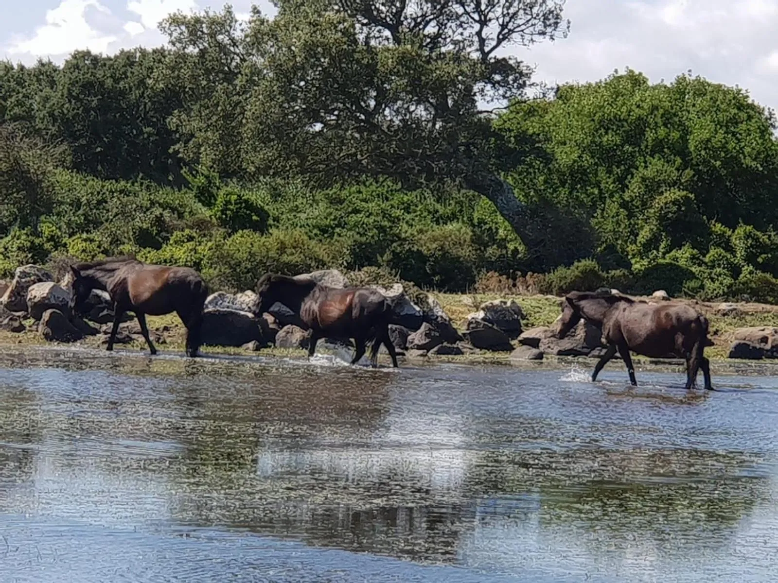 Animals in Borgo Antico XIX sec.