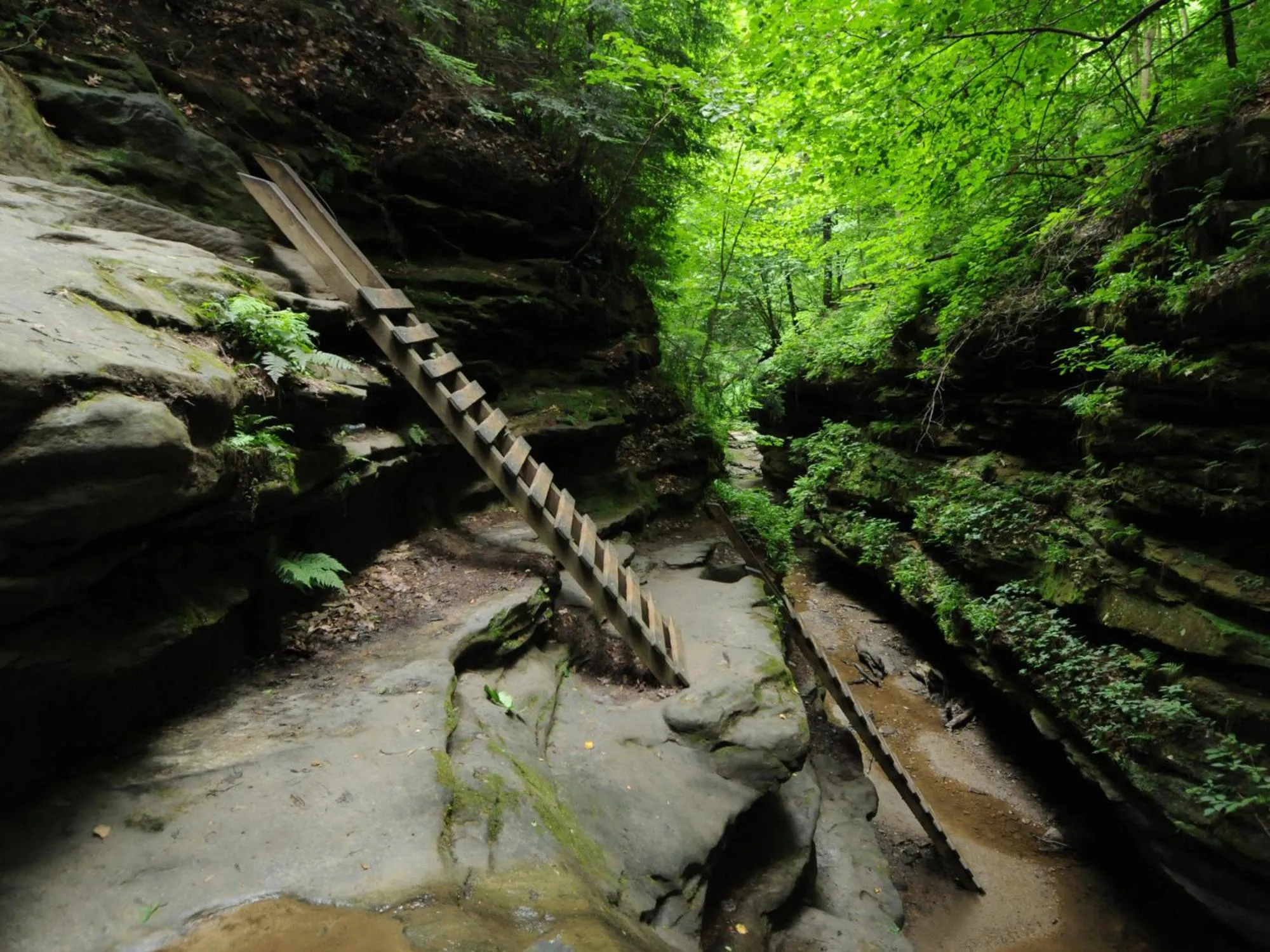 View (from property/room) in Turkey Run Inn & Cabins