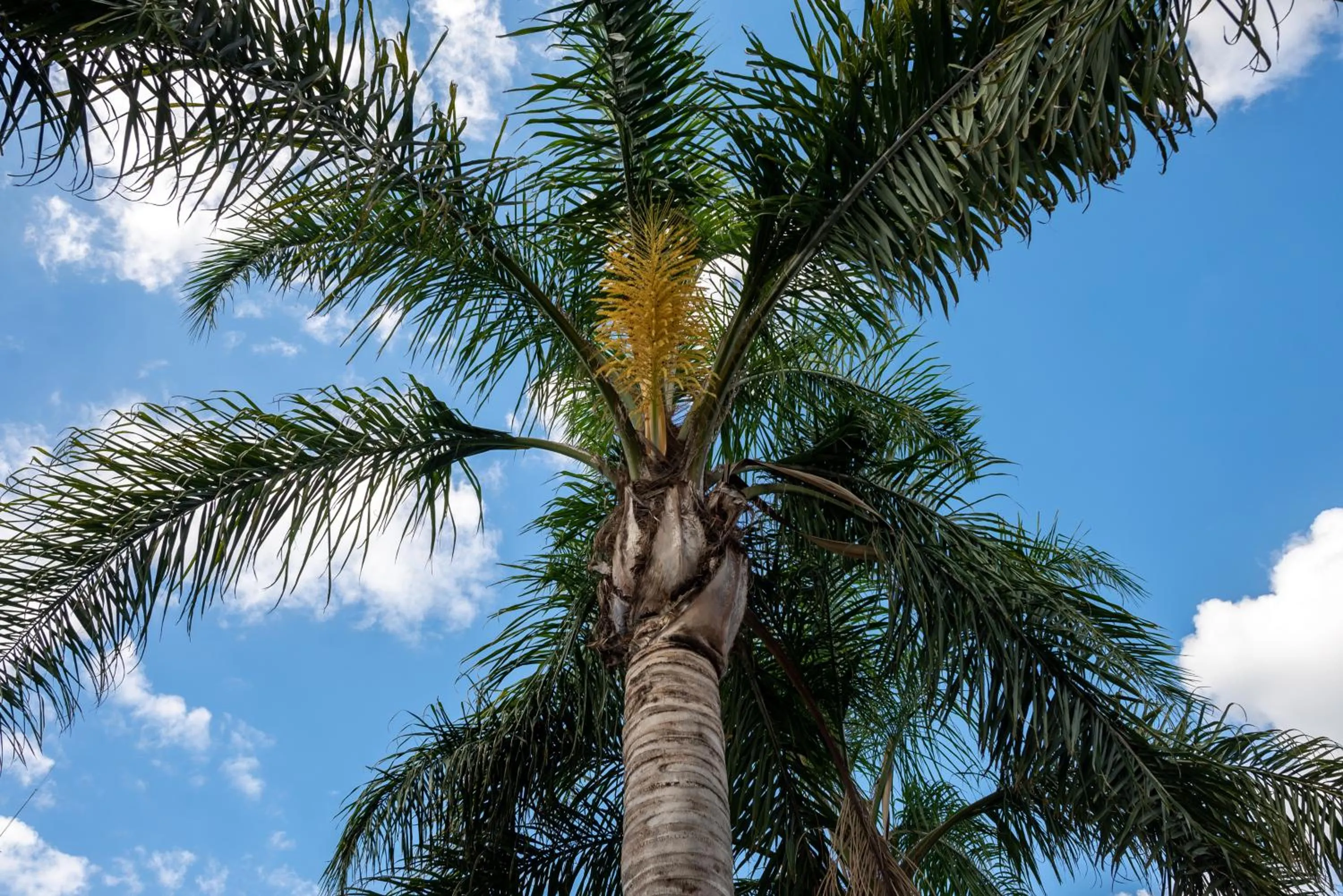 Natural landscape in Hotel Termal Emperatriz Termas de Río Hondo