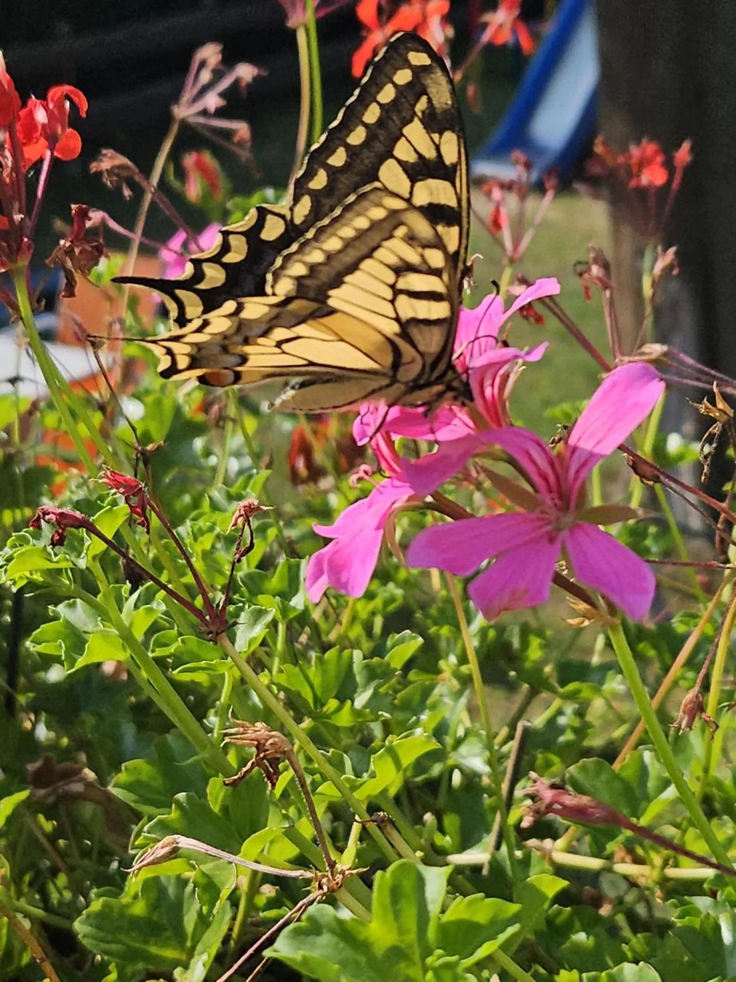 Garden view in Landhotel "Zum ersten Siedler"