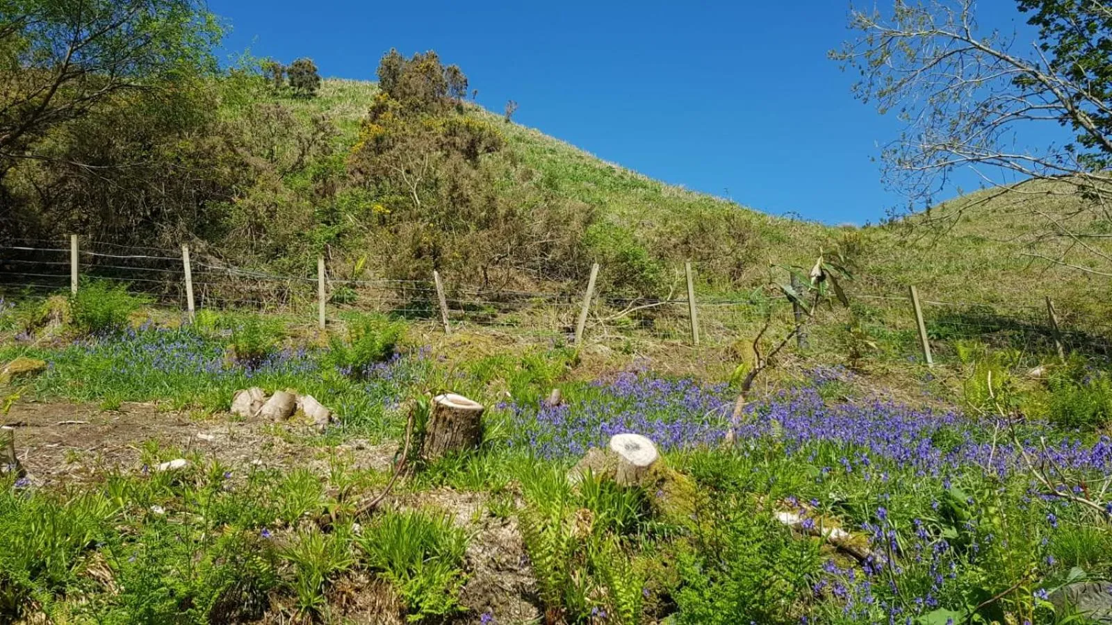 Garden in The Old Cottage