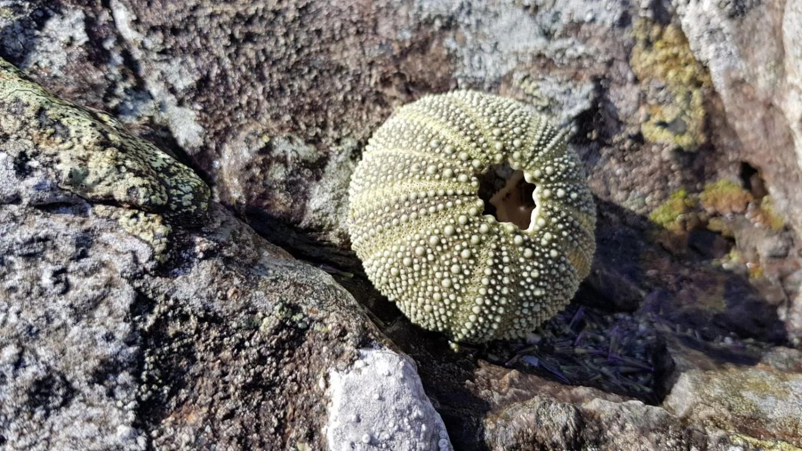 Animals in The Old Cottage