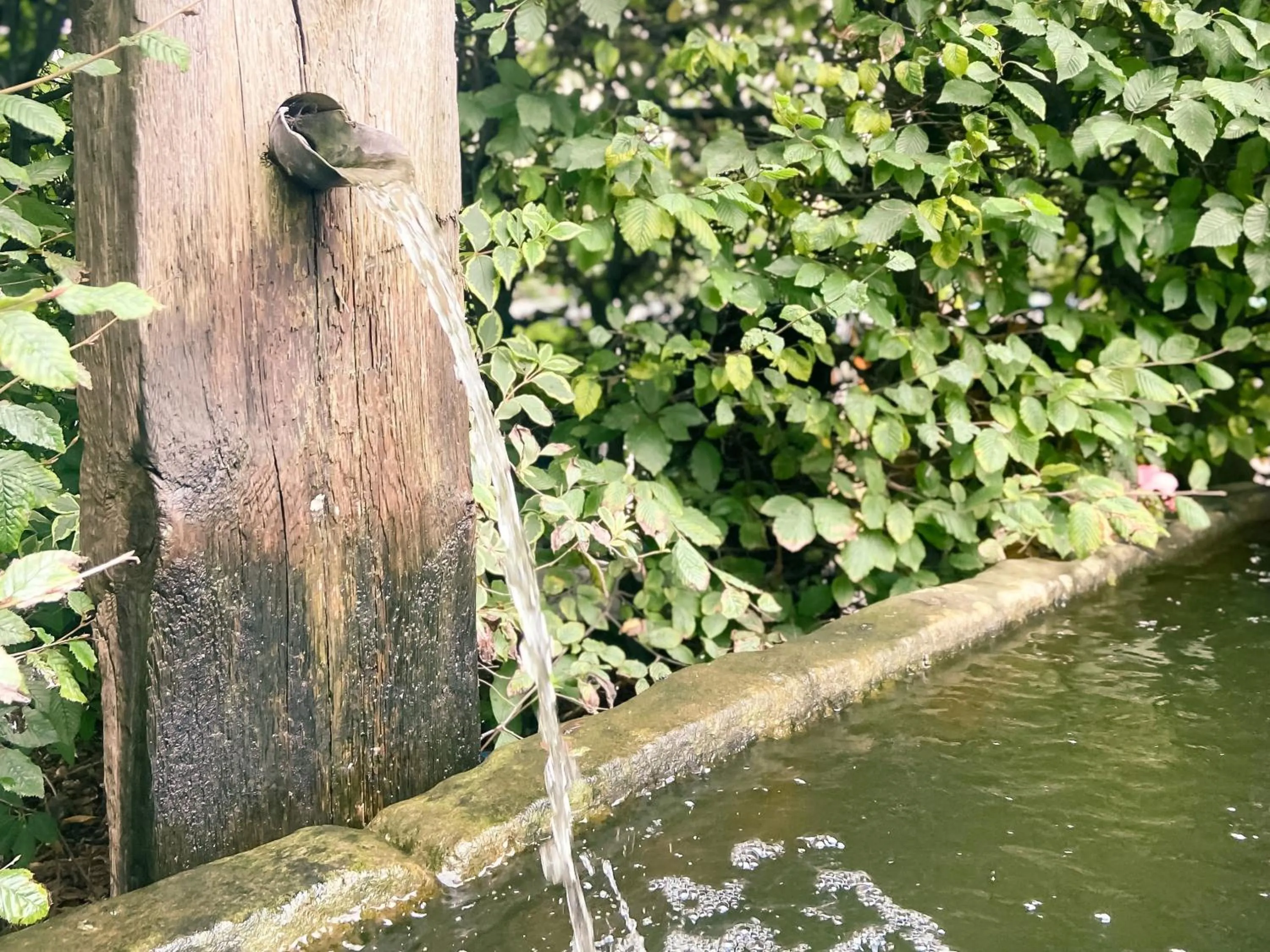 Garden in Horsley Lodge