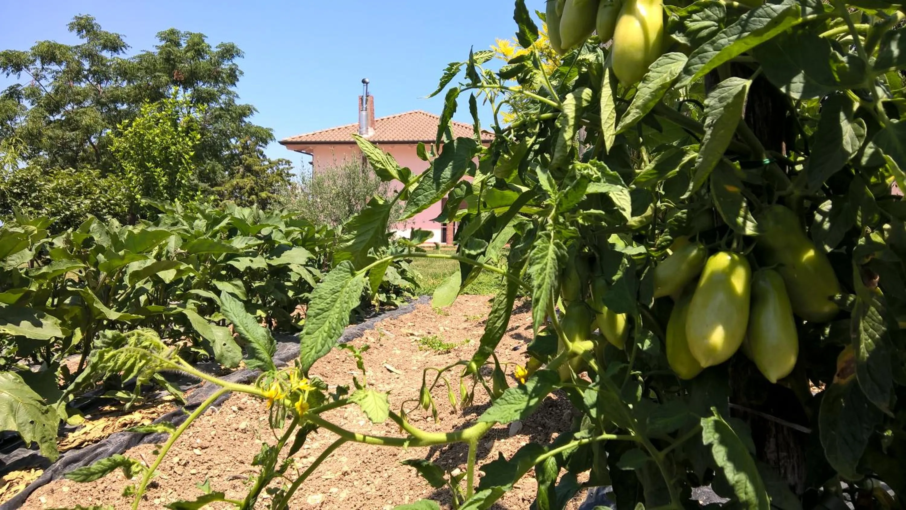 Garden in B&B Macchia d'Olmo
