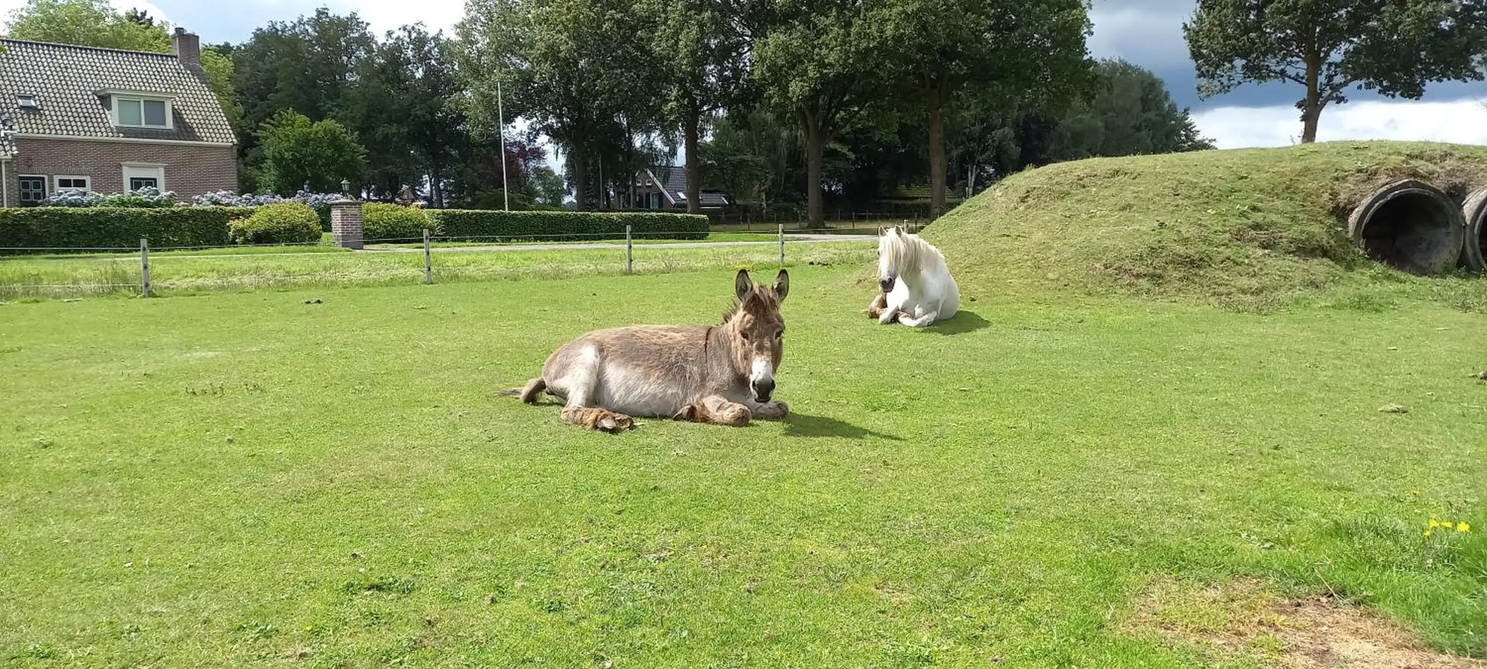 Animals in Roing B&B