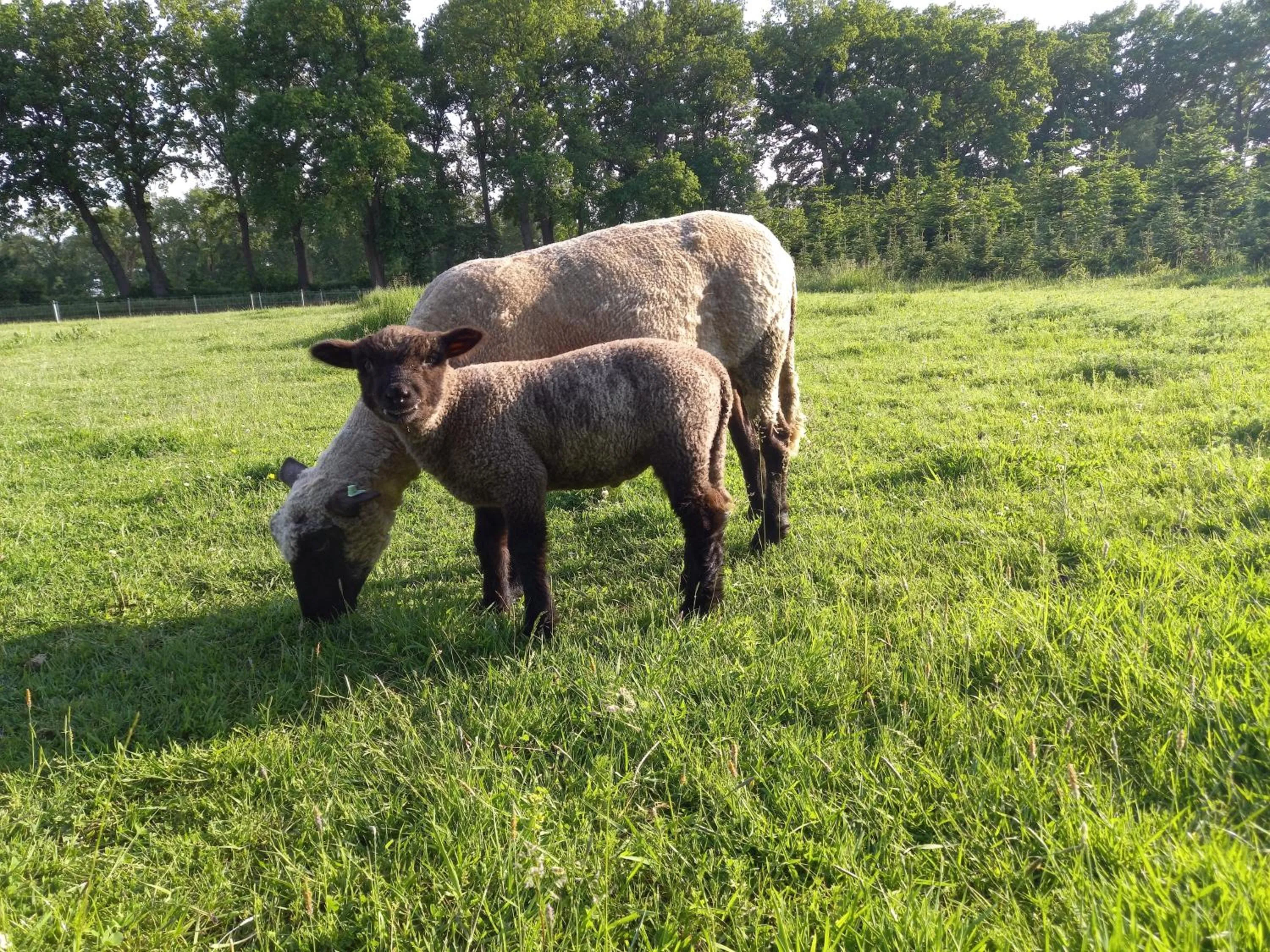 Animals in Roing B&B