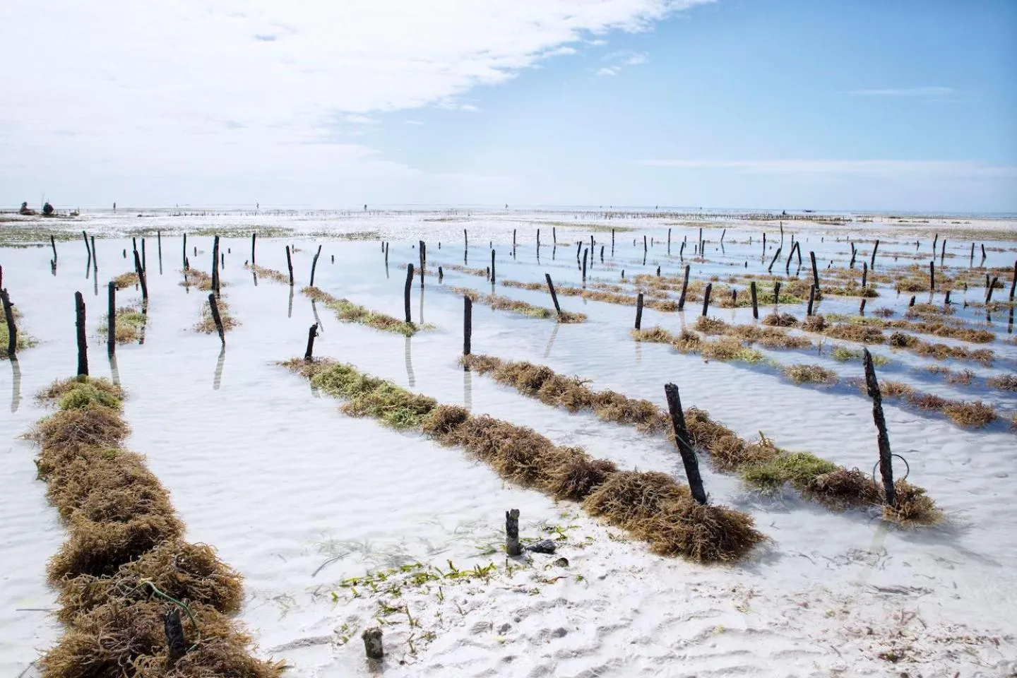 Nearby landmark in The Island - Pongwe Lodge