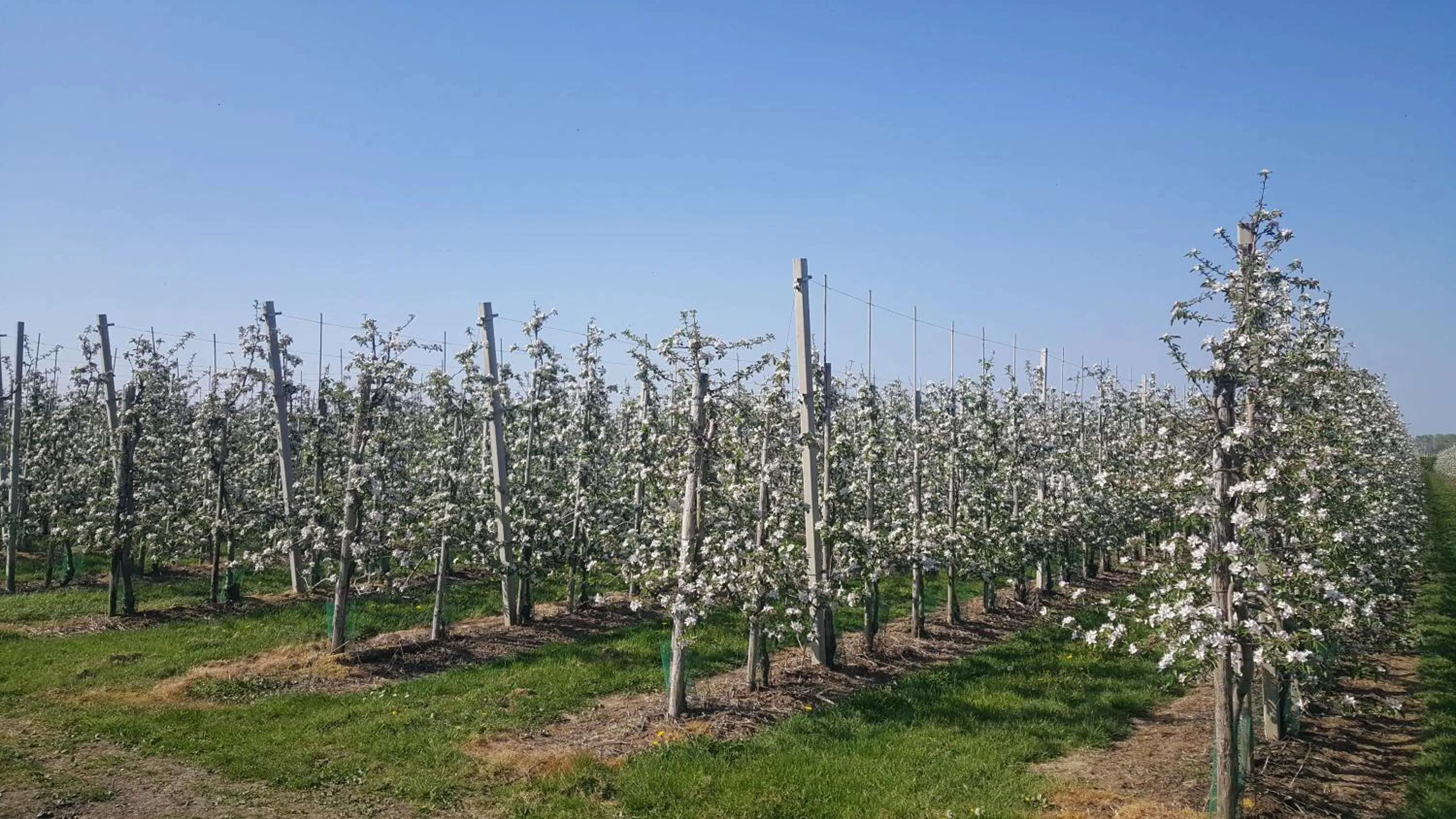 Natural landscape in B&B Het Zwanennest