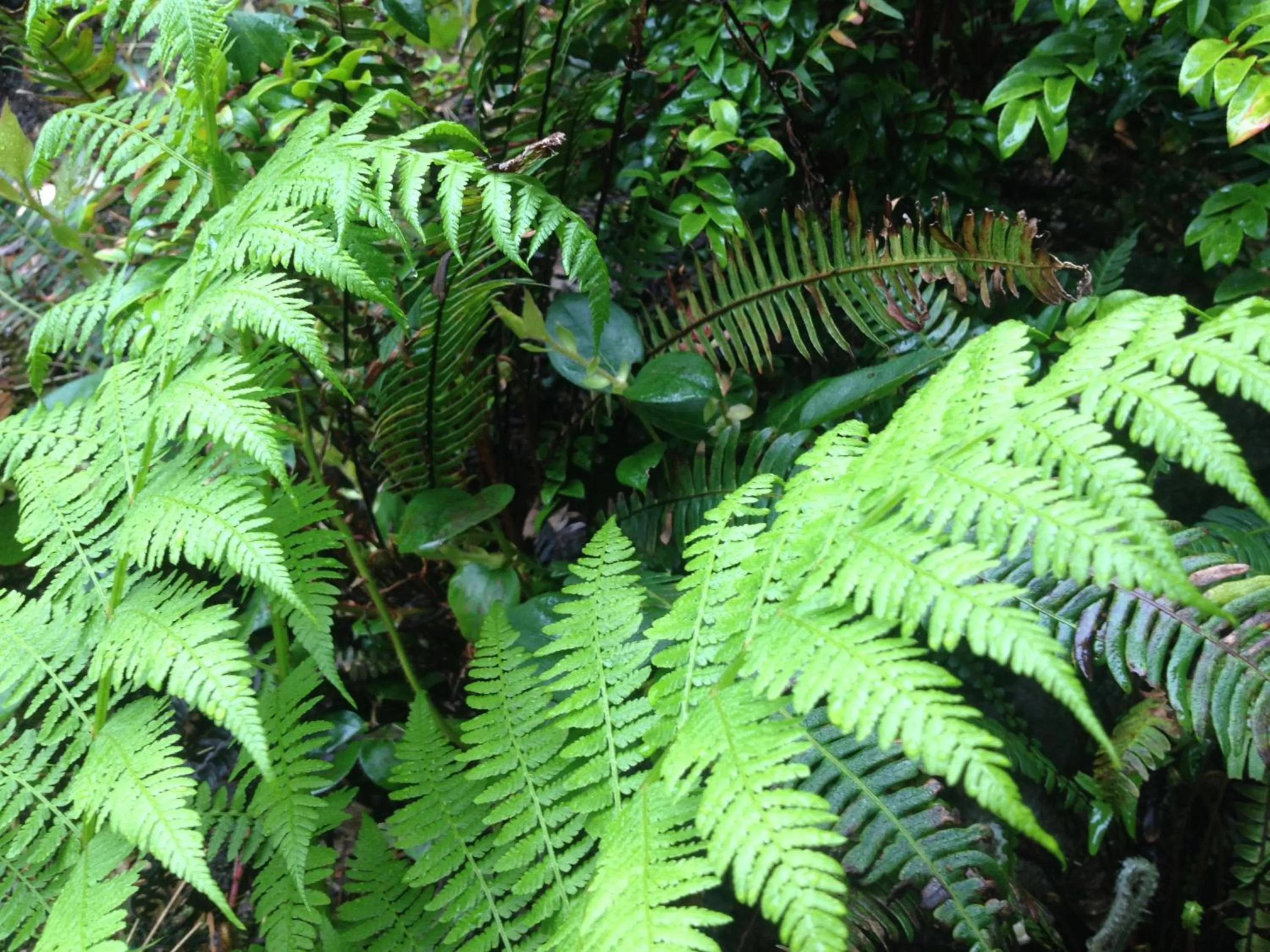 Spring in Hyphocus Inn