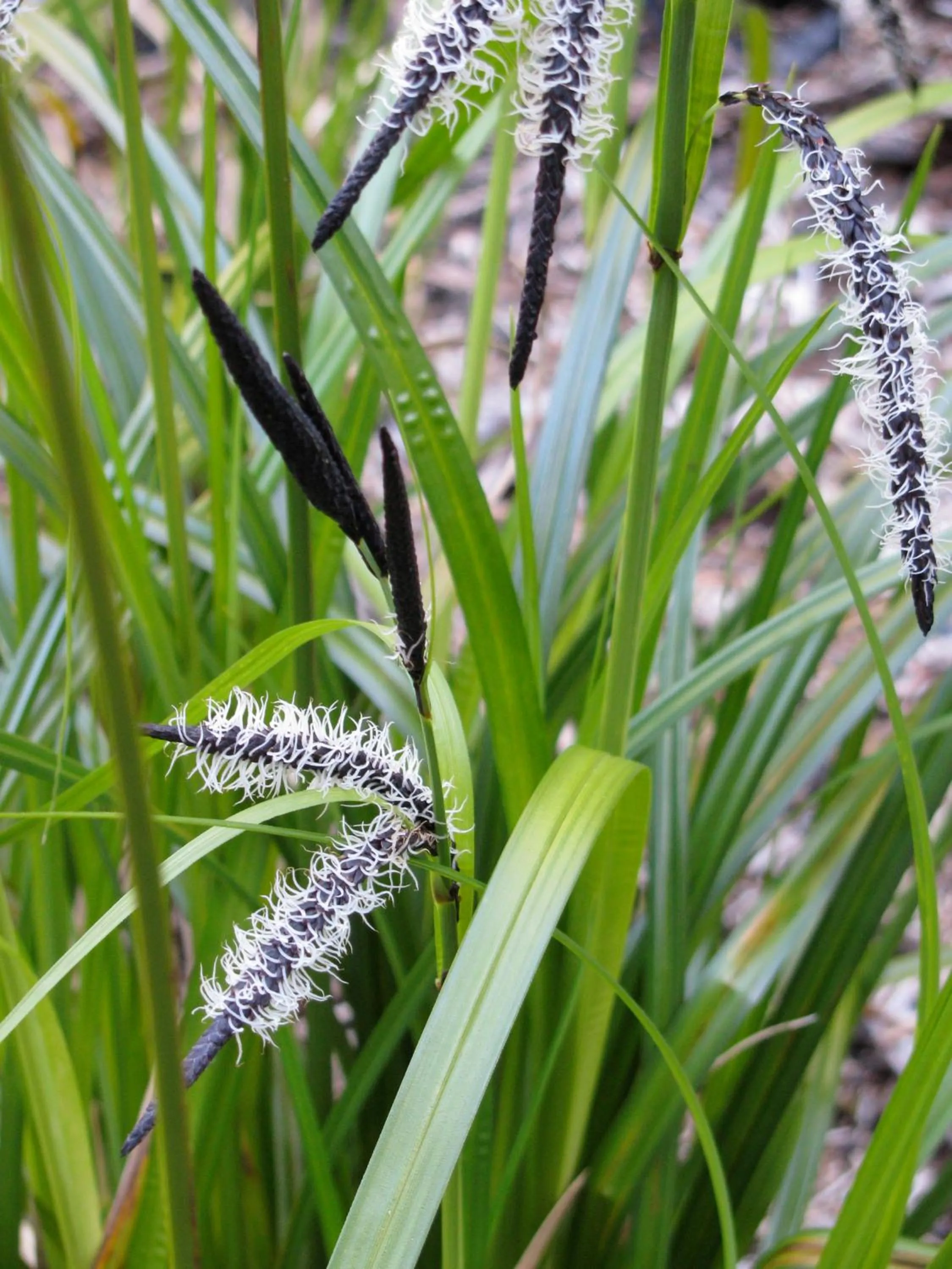 Spring in Hyphocus Inn