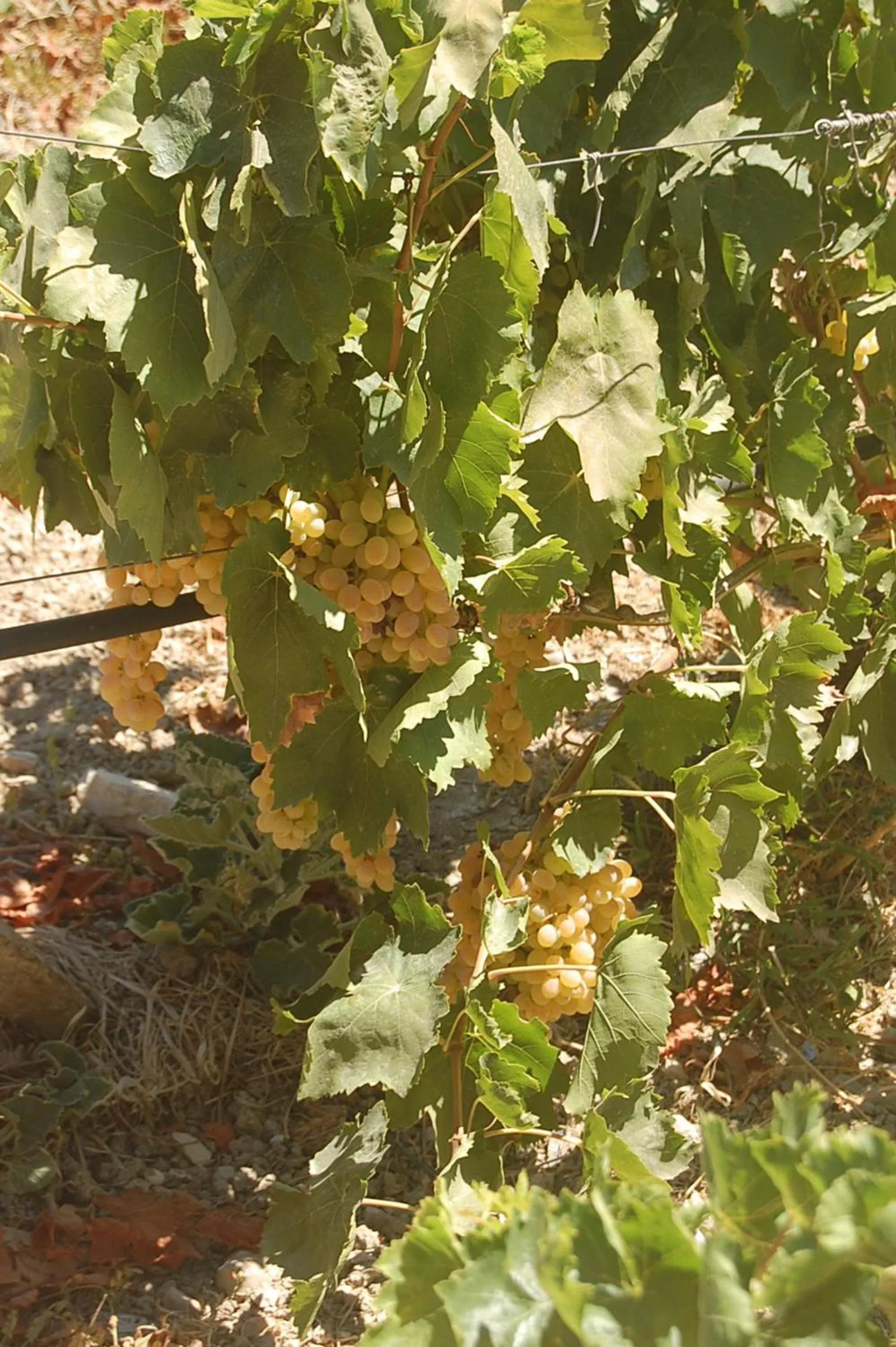 Off site in Violetta Hotel