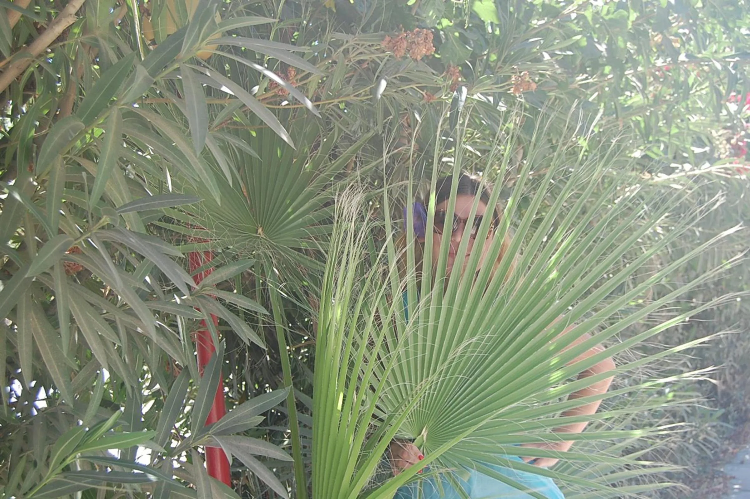 Garden in Violetta Hotel