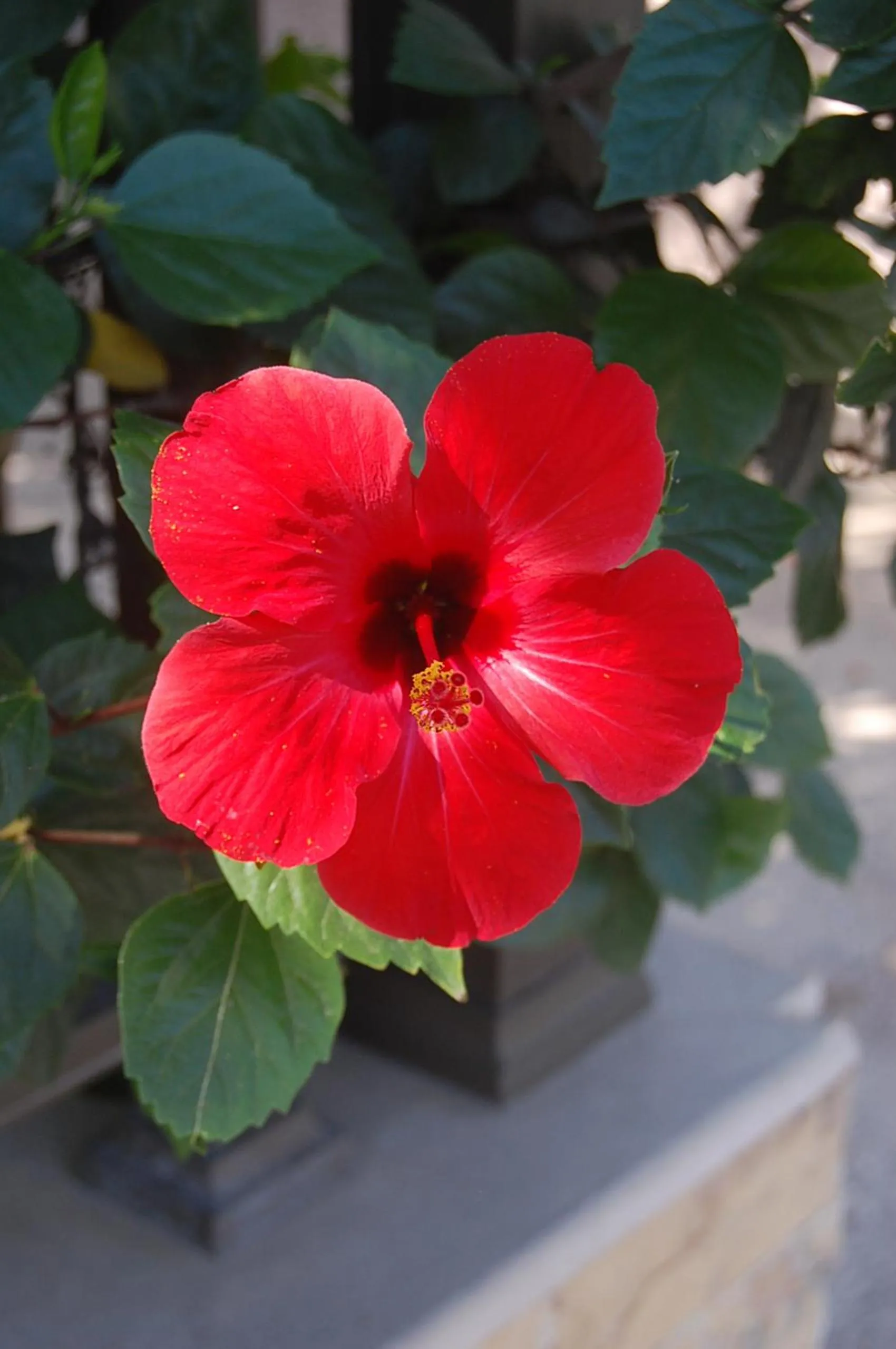 Day in Violetta Hotel