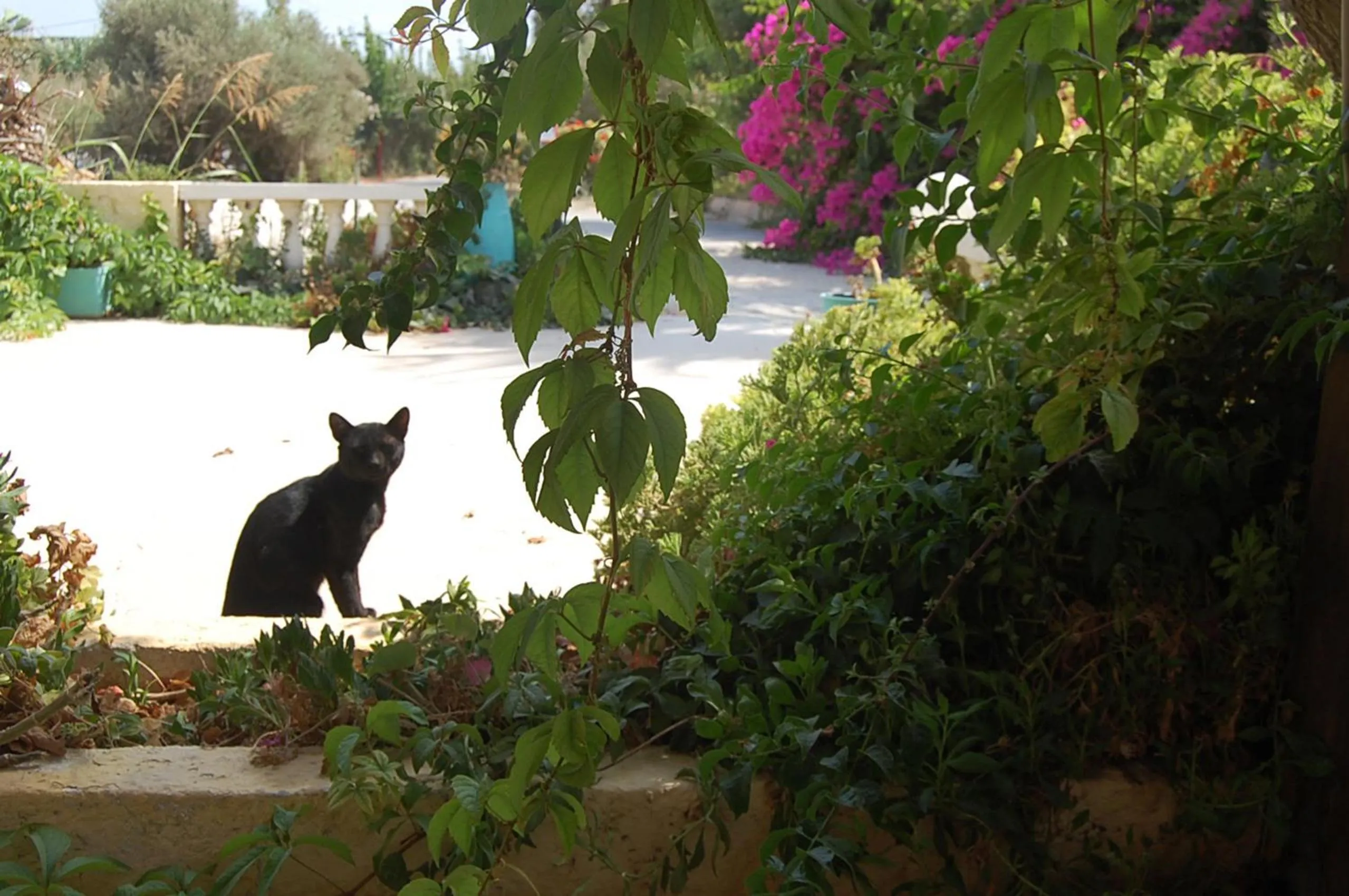 Restaurant/places to eat in Violetta Hotel