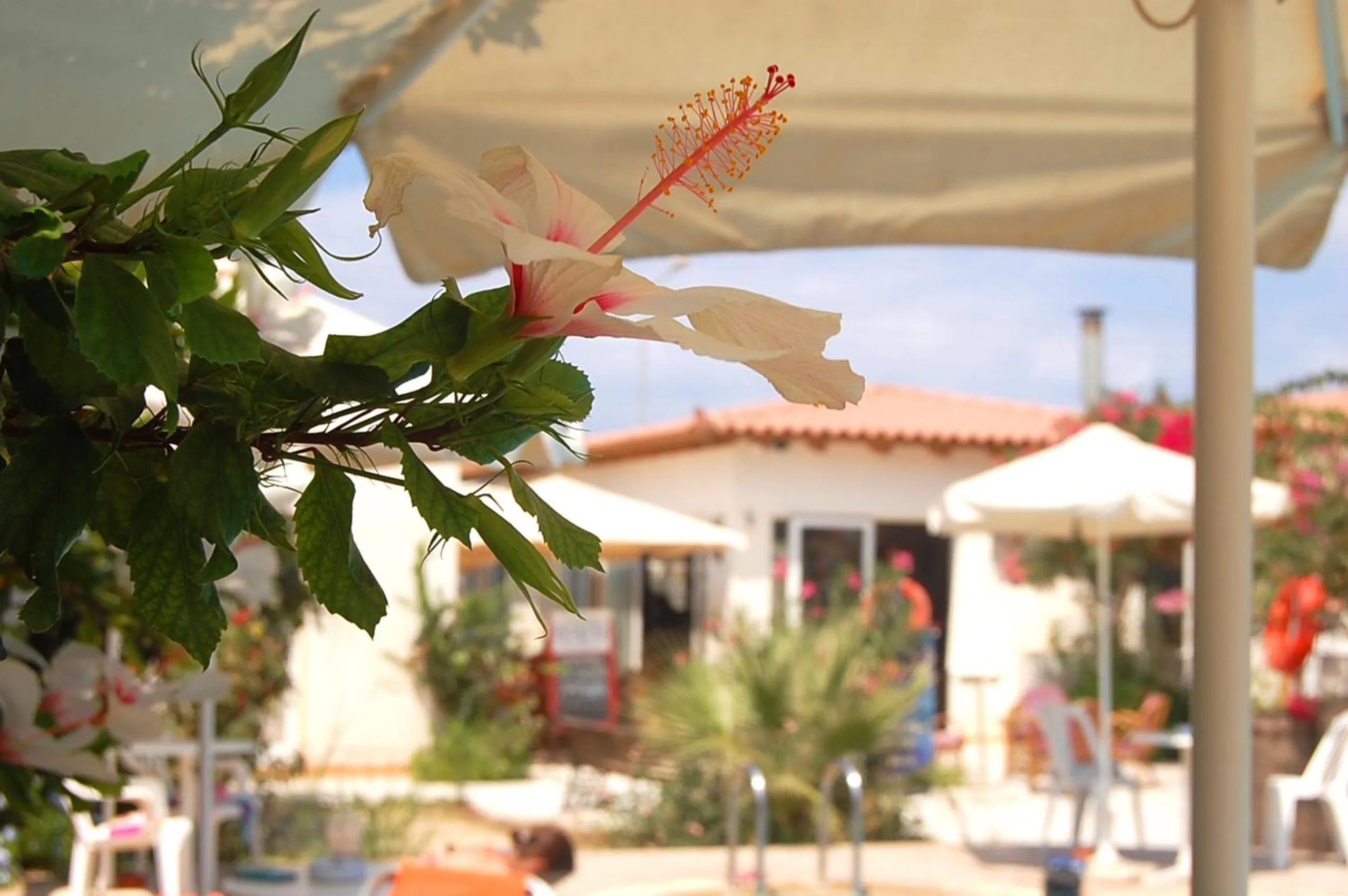 Restaurant/places to eat in Violetta Hotel